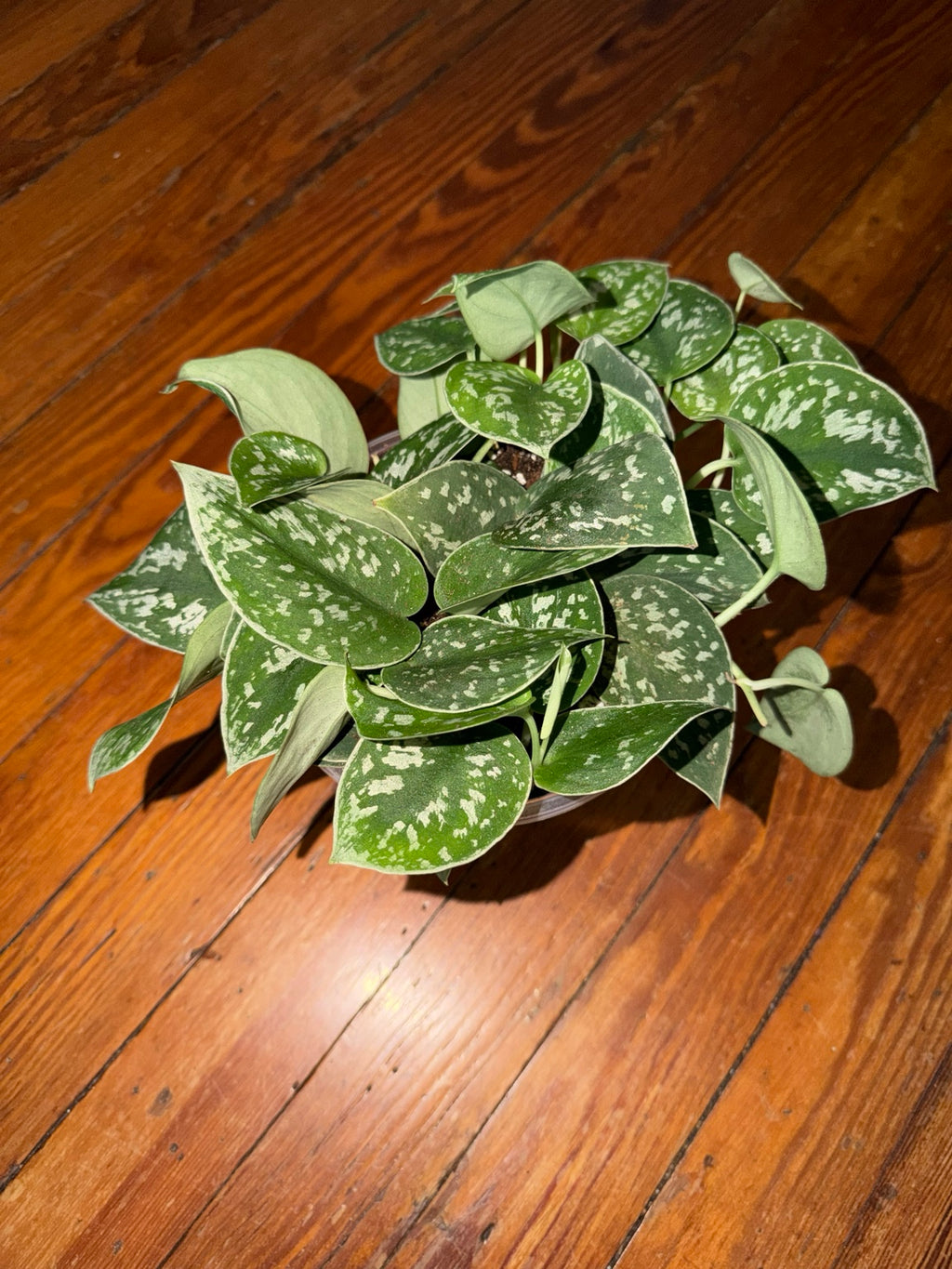 5" Scindapsus pictus 'Argyraeus'
