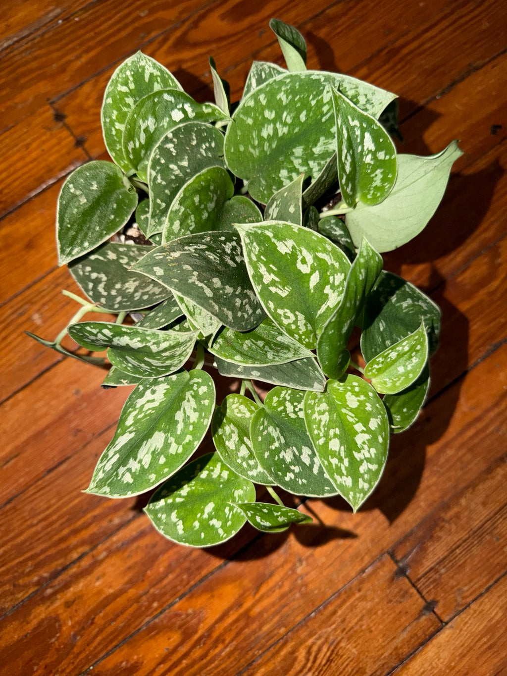 5" Scindapsus pictus 'Argyraeus'