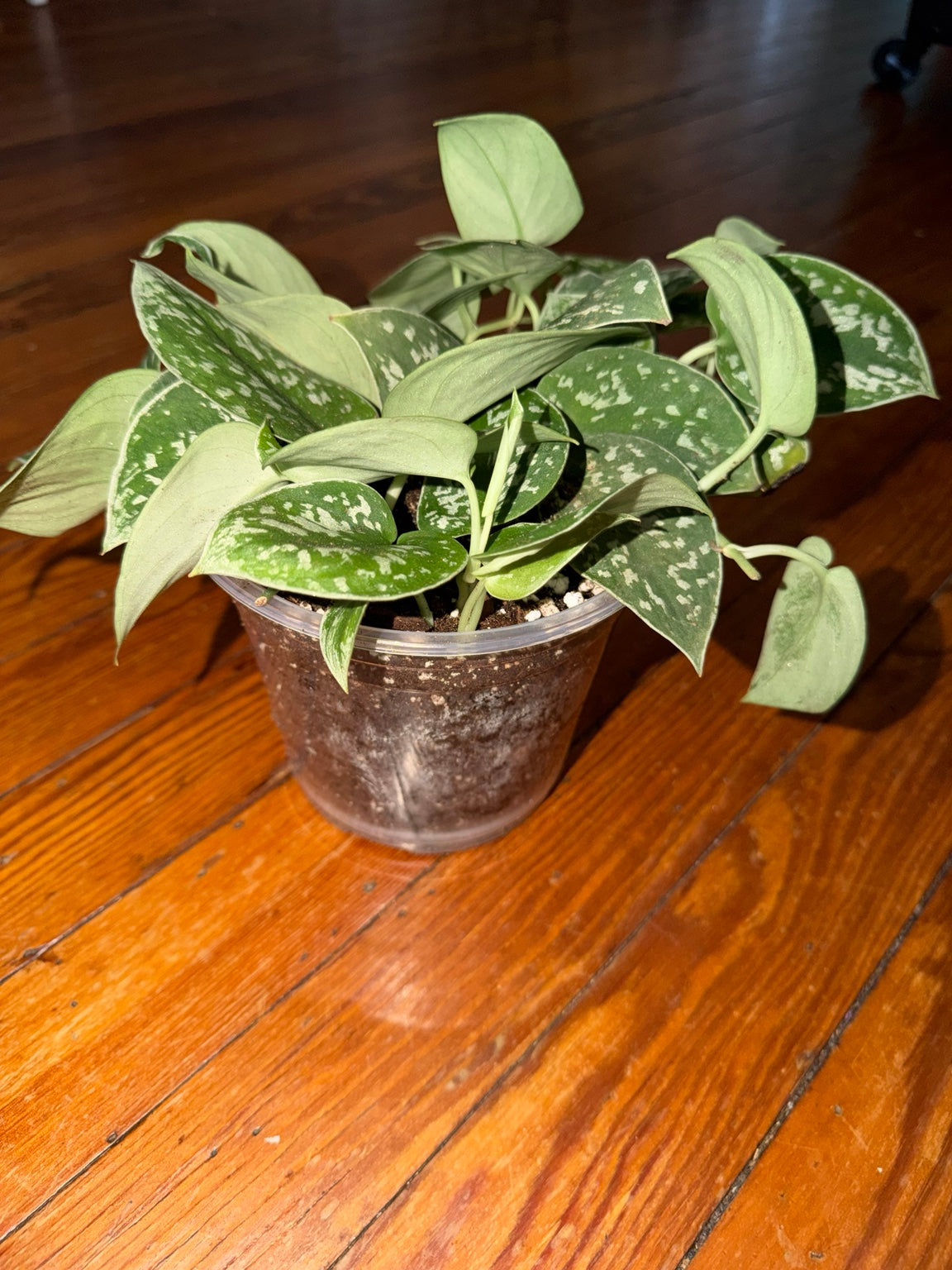5" Scindapsus pictus 'Argyraeus'