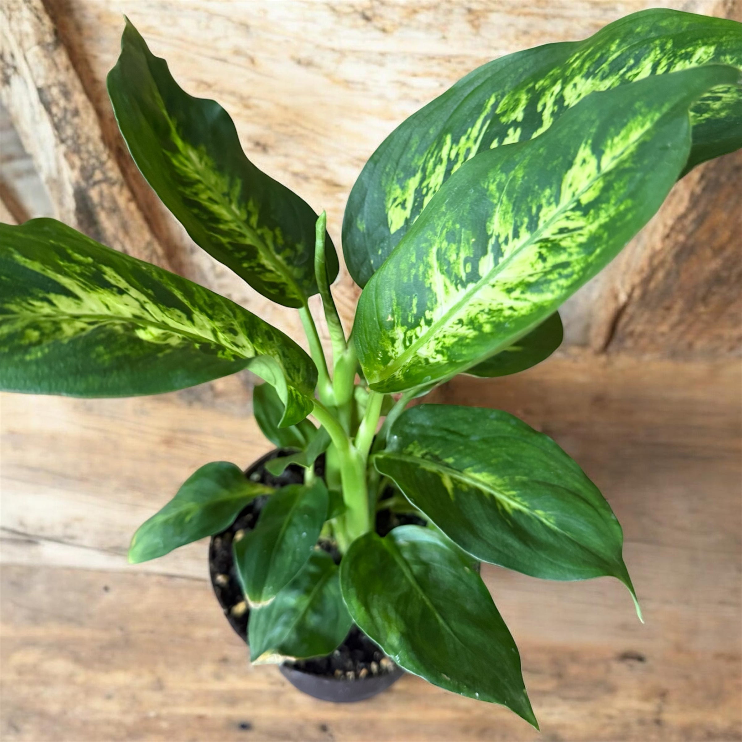 Diffenbachia (small) 4"