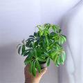 4" Schefflera plant (starter)