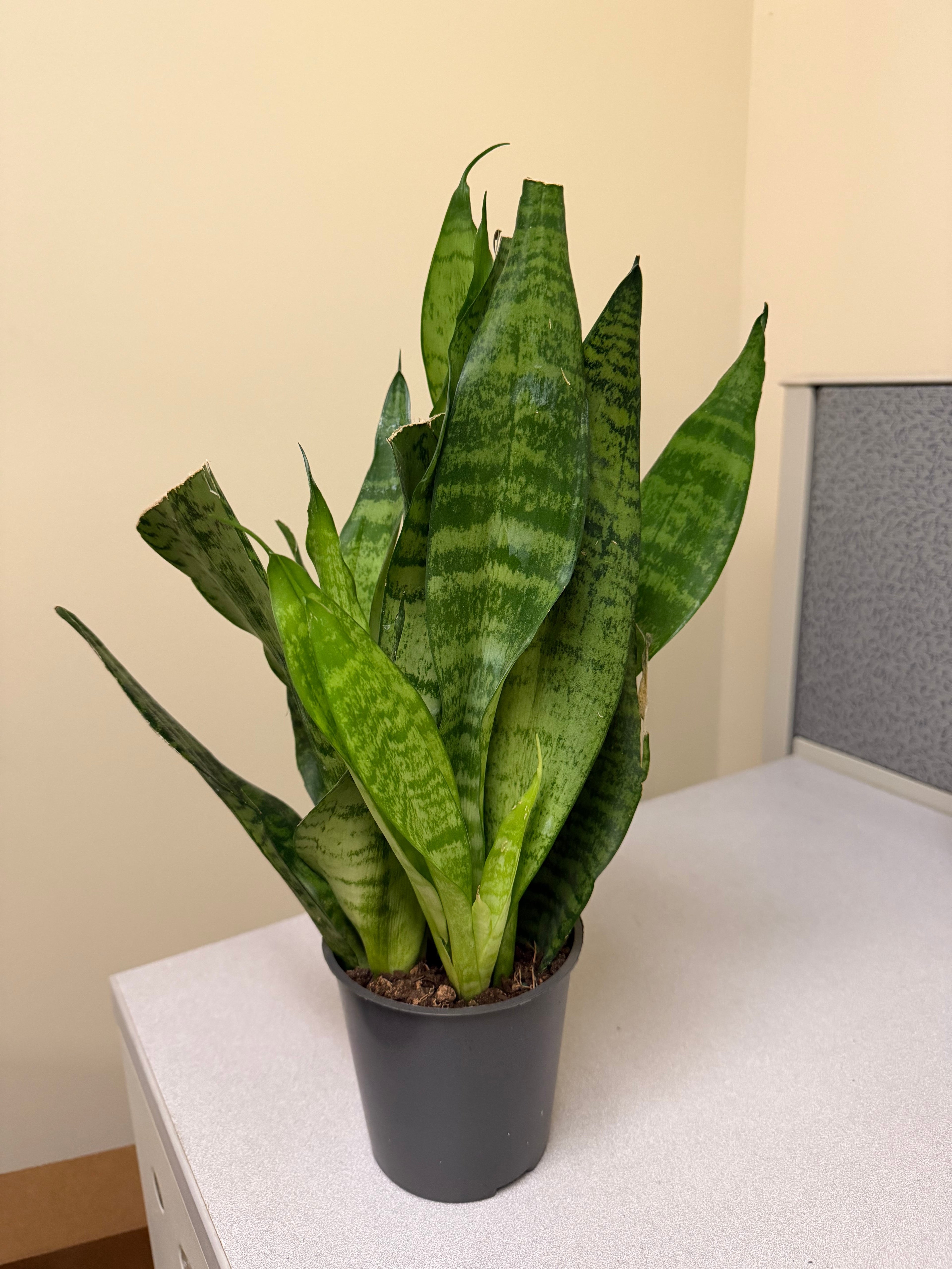 Snake plant