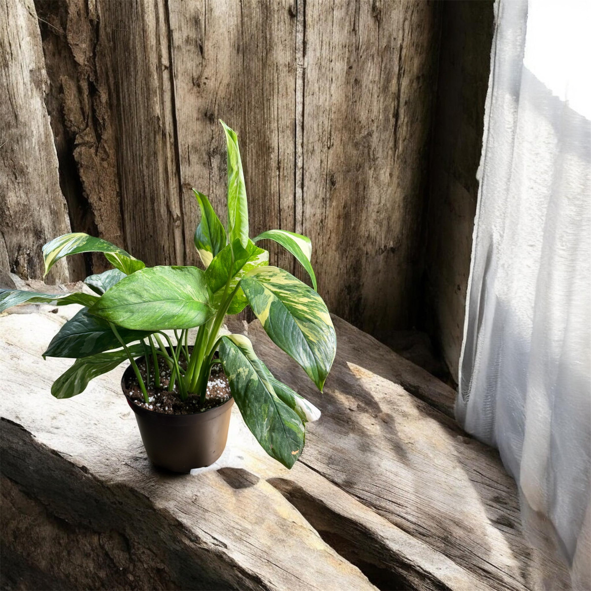 6" pot Monstera Lechleriana Albo