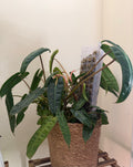 Philodendron Billietiae – 8” Full Pot