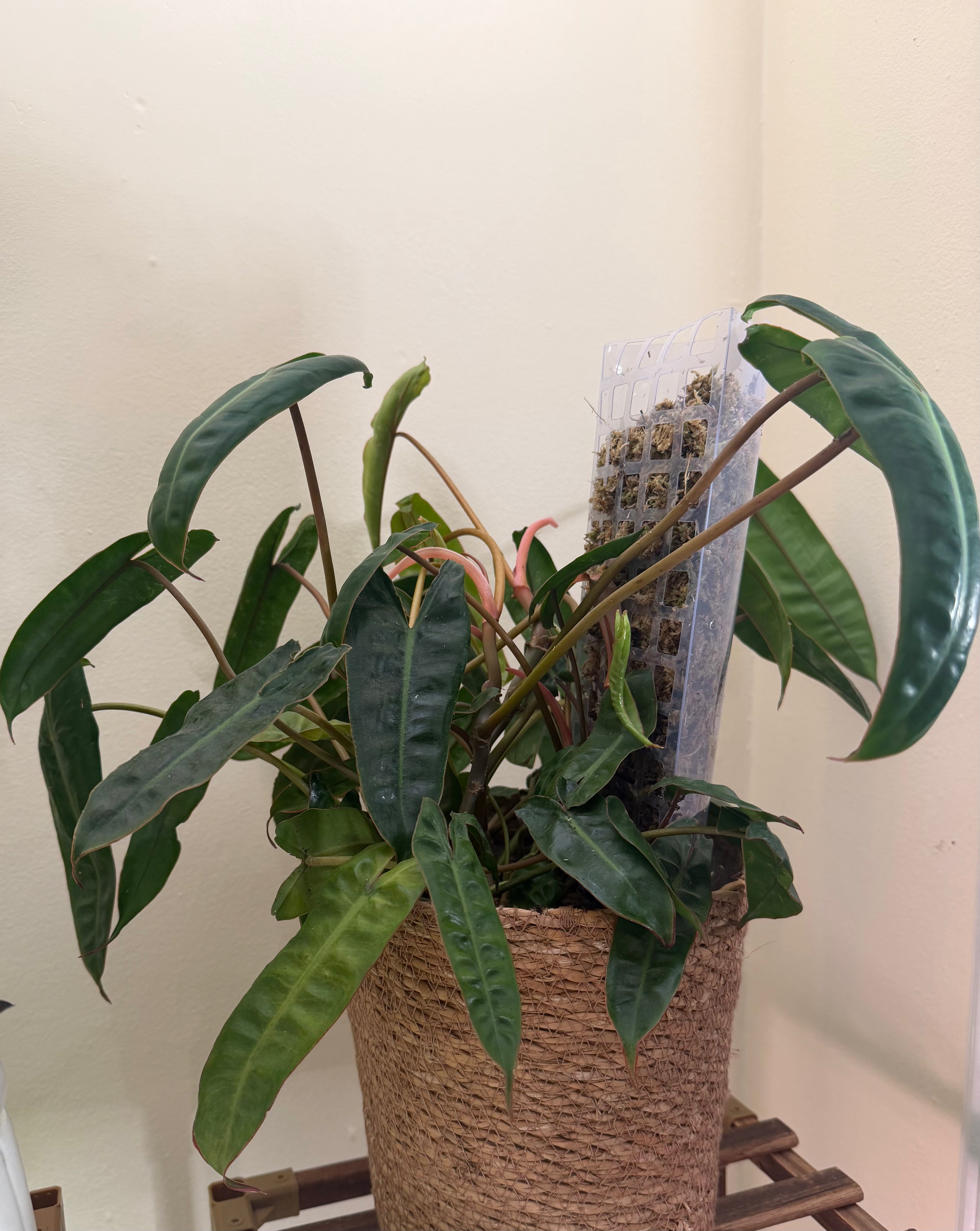 Philodendron Billietiae – 8” Full Pot