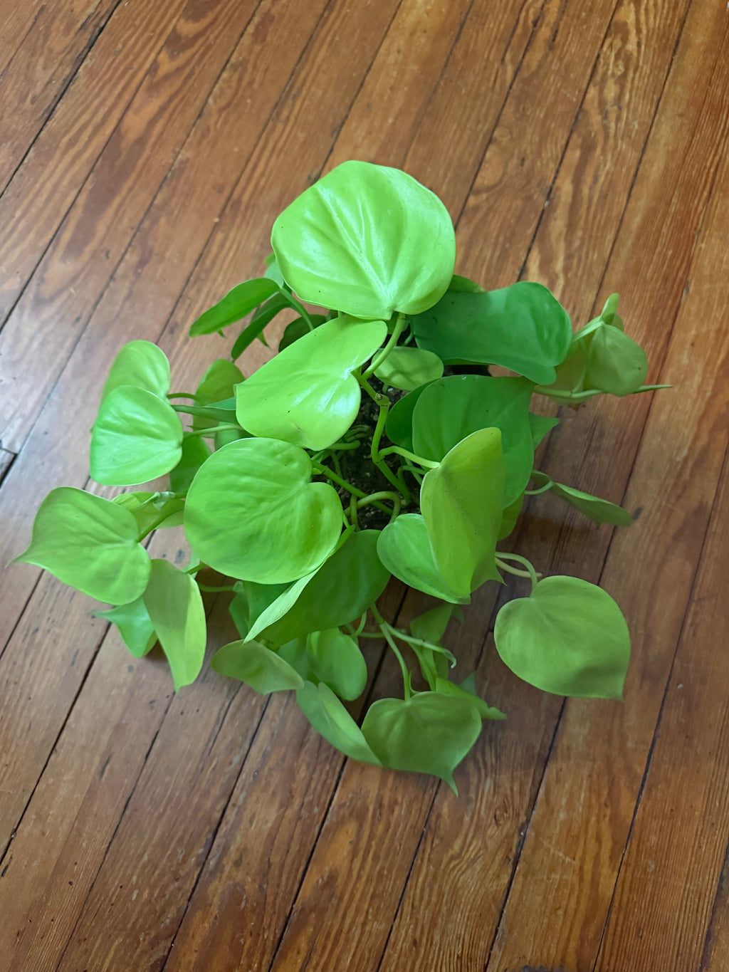 Philodendron Lemon Lime 6" Pot