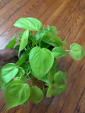 Philodendron Lemon Lime 6" Pot