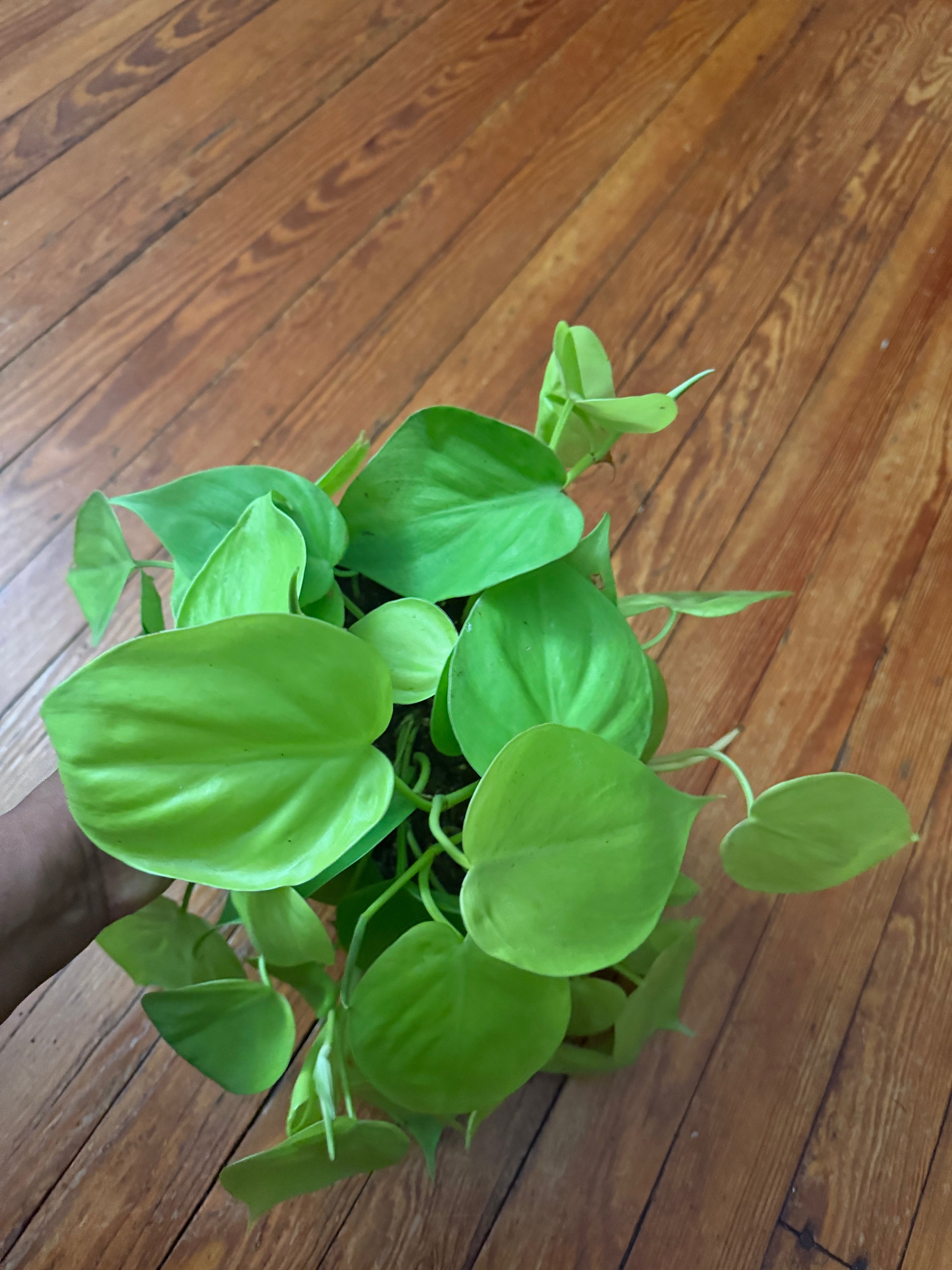 Philodendron Lemon Lime 6" Pot