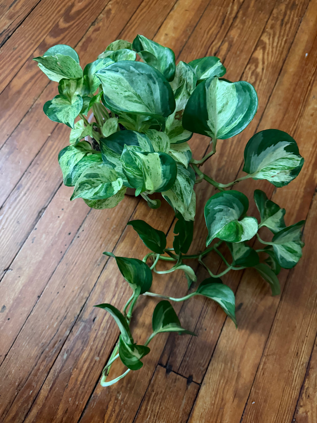 Manjula Pothos 5" pot