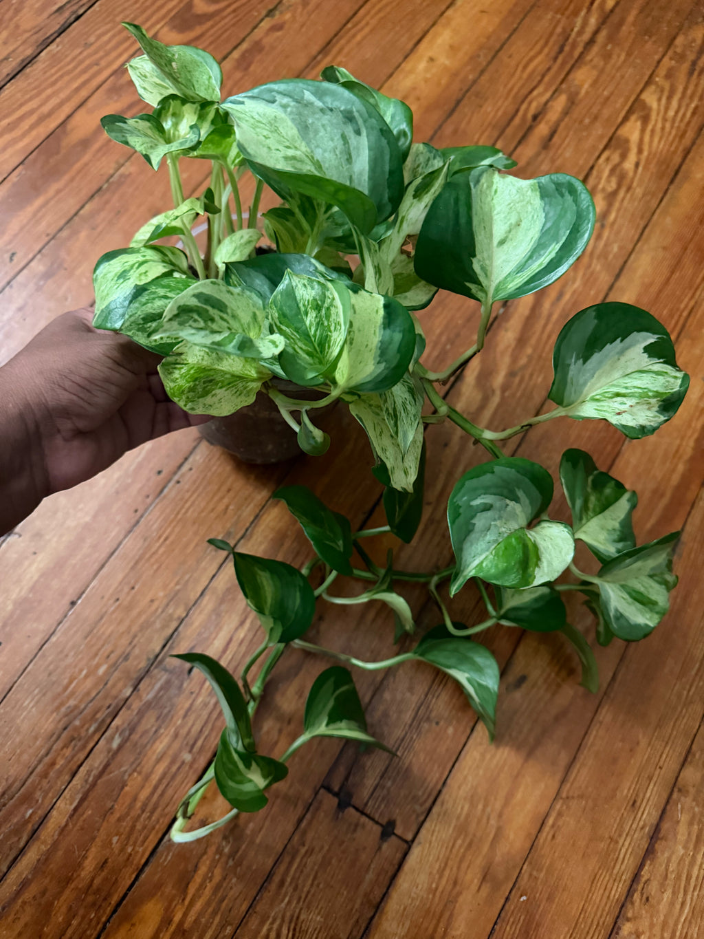 Manjula Pothos 5" pot
