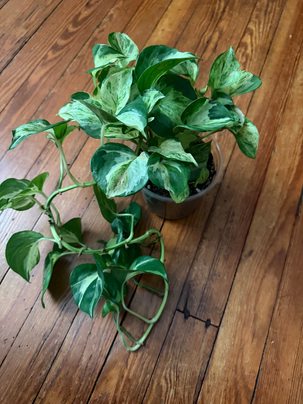 Manjula Pothos 5" pot