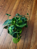 Philodendron Brasil 5" Pot