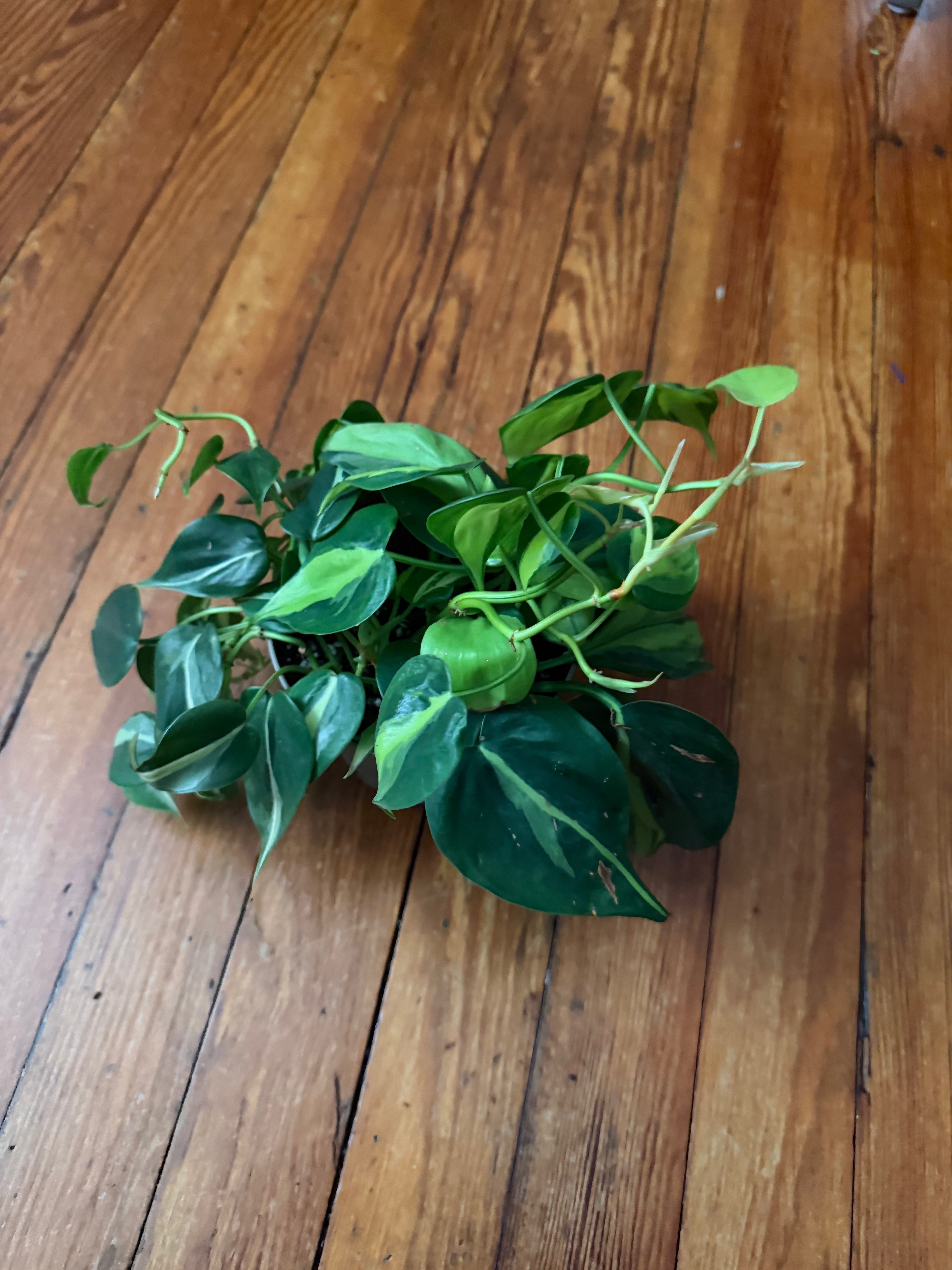 Philodendron Brasil 5" Pot