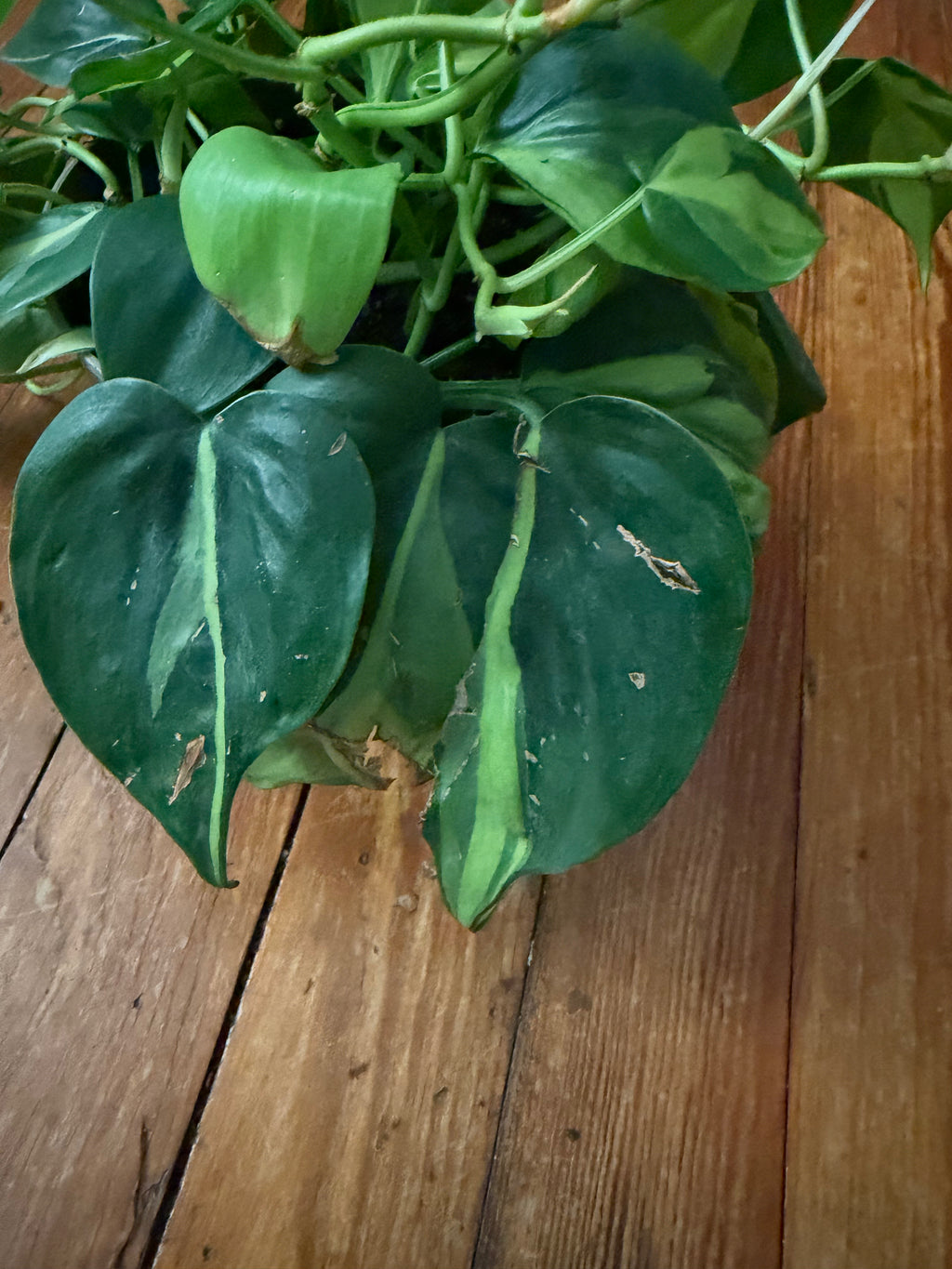 Philodendron Brasil 5" Pot