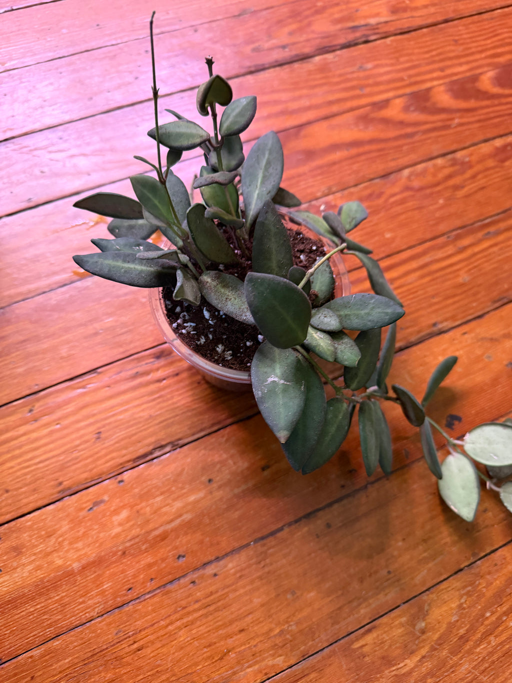 Hoya Burtoniae 4" planter