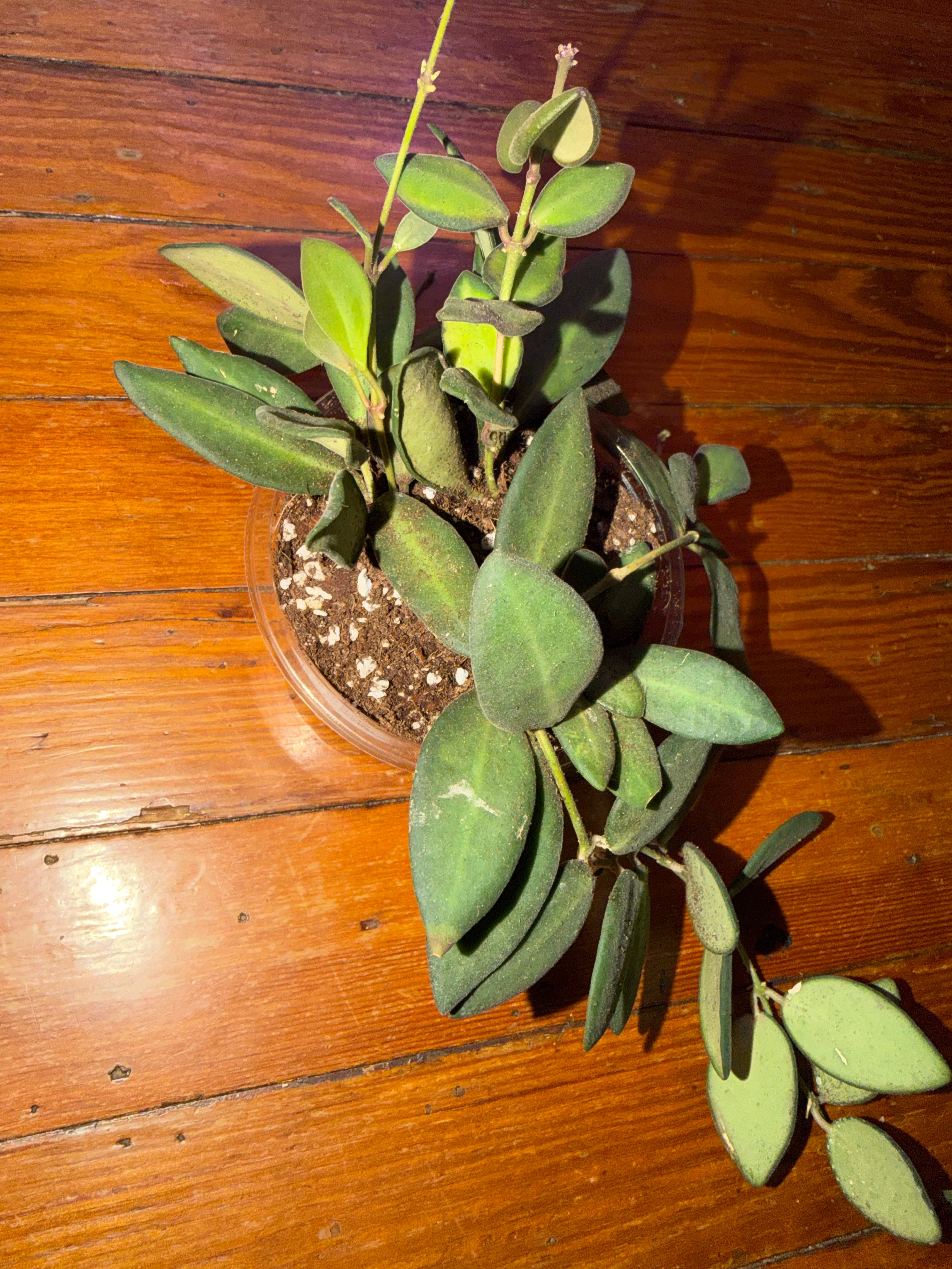 Hoya Burtoniae 4" planter