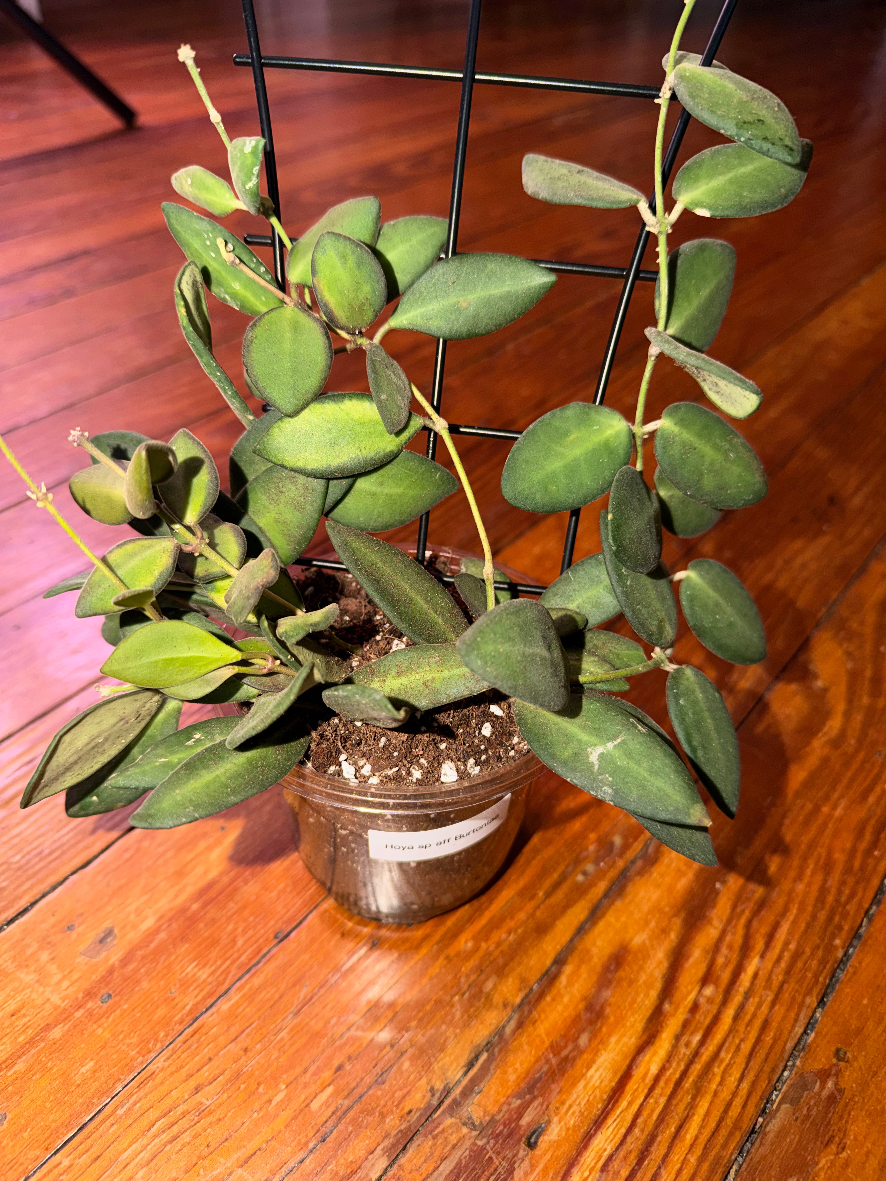 Hoya Burtoniae 4" planter