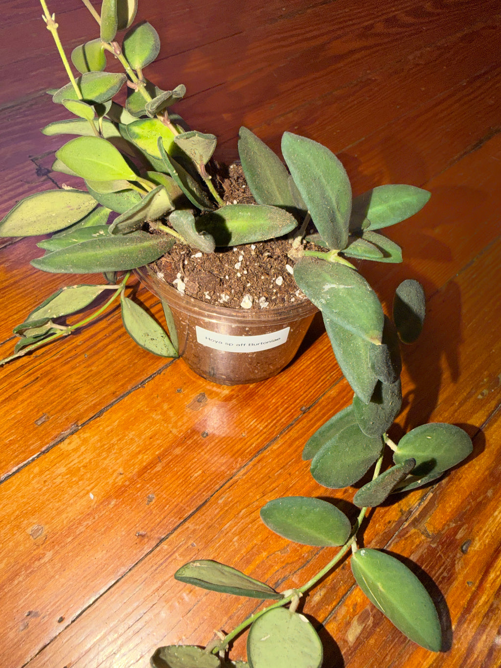 Hoya Burtoniae 4" planter