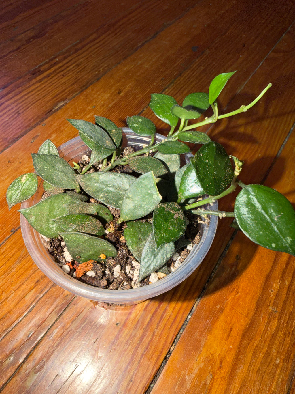 Hoya Krohniana 3 1/2" planter