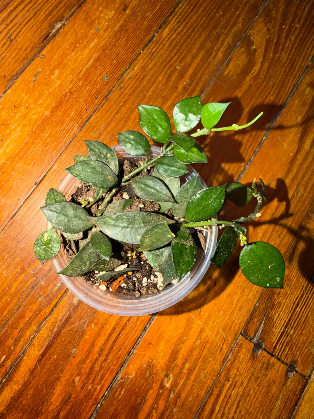 Hoya Krohniana 3 1/2" planter