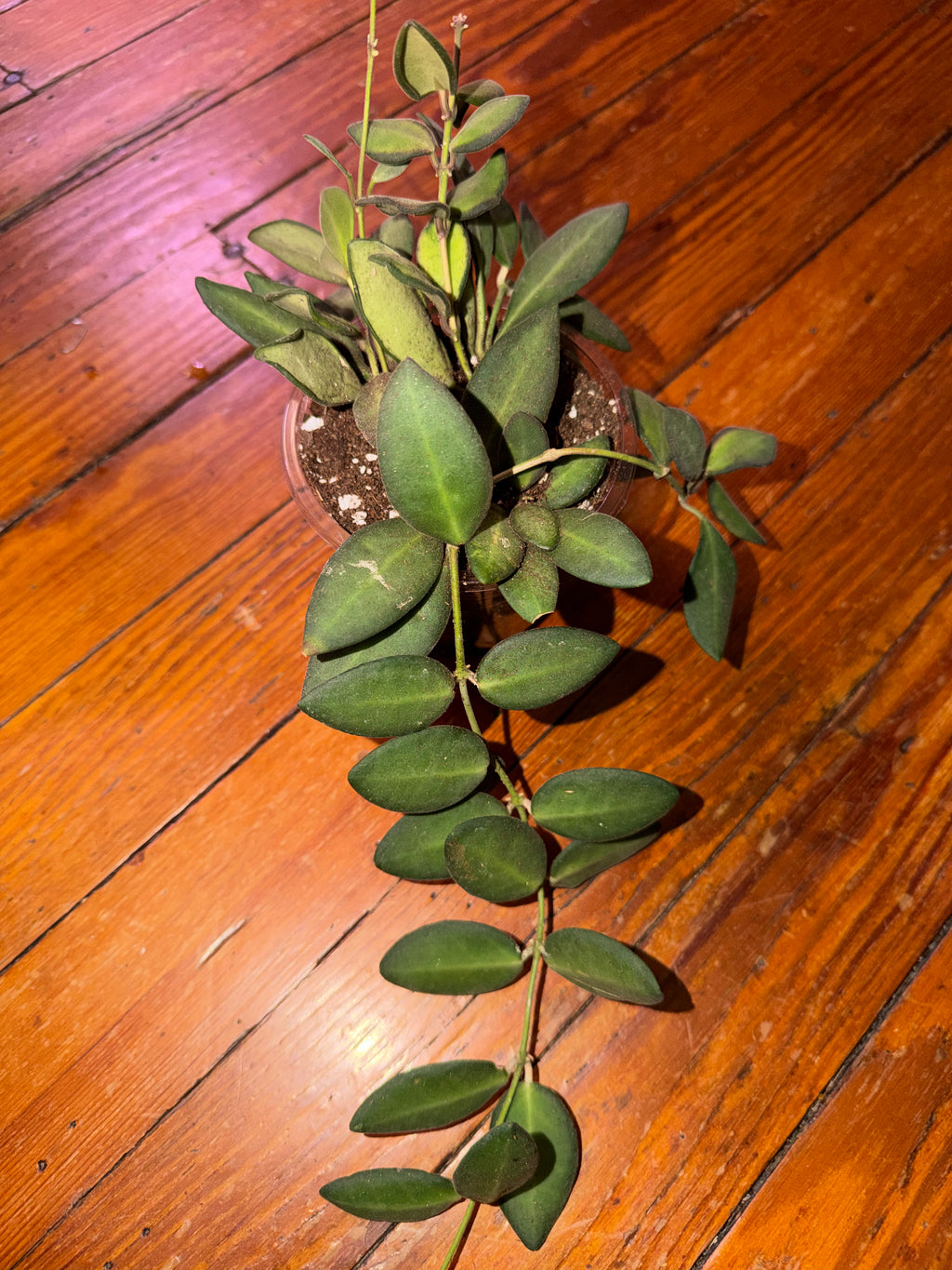 Hoya Burtoniae 4" planter