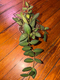 Hoya Burtoniae 4" planter