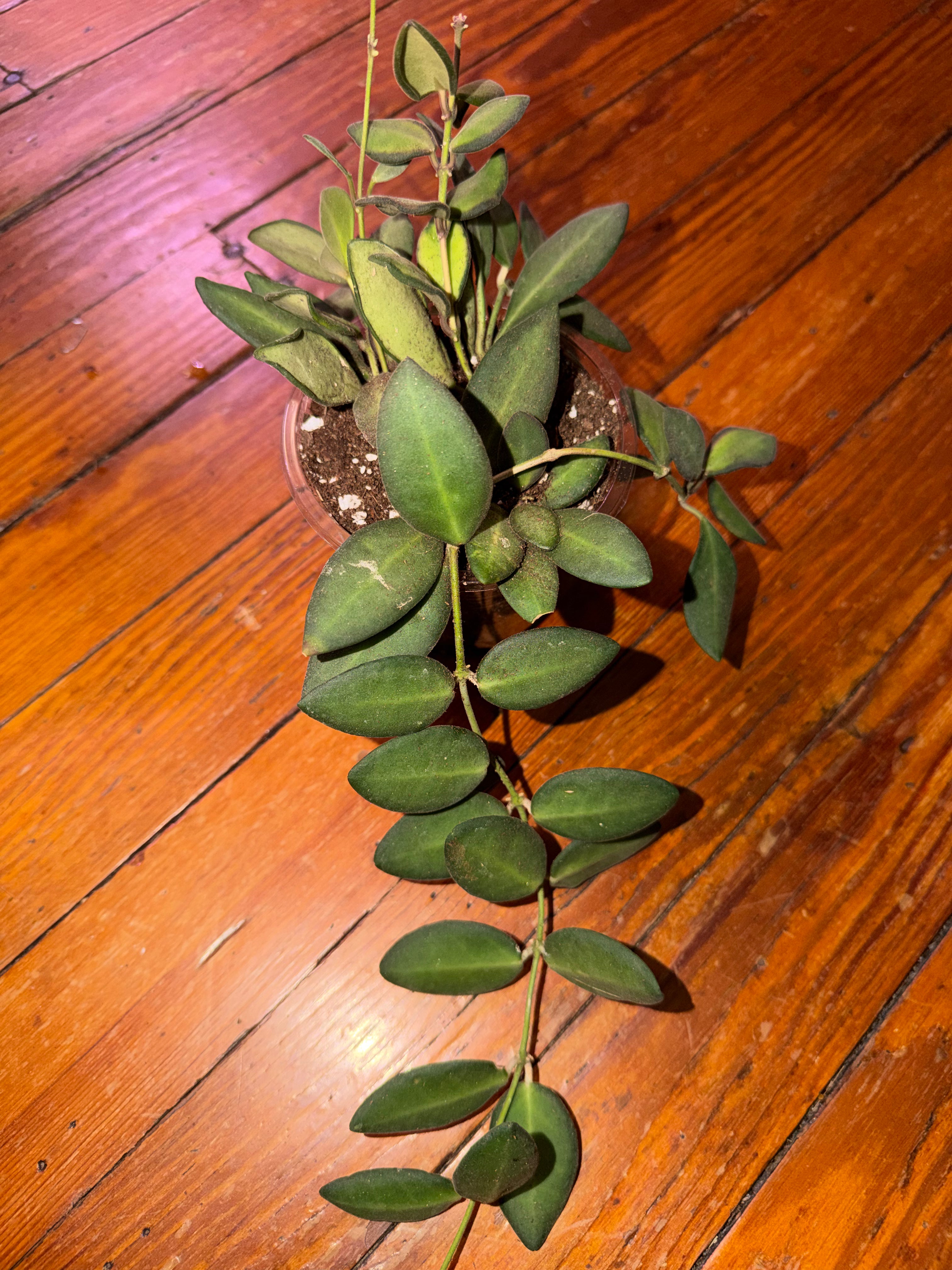 Hoya Burtoniae 4" planter