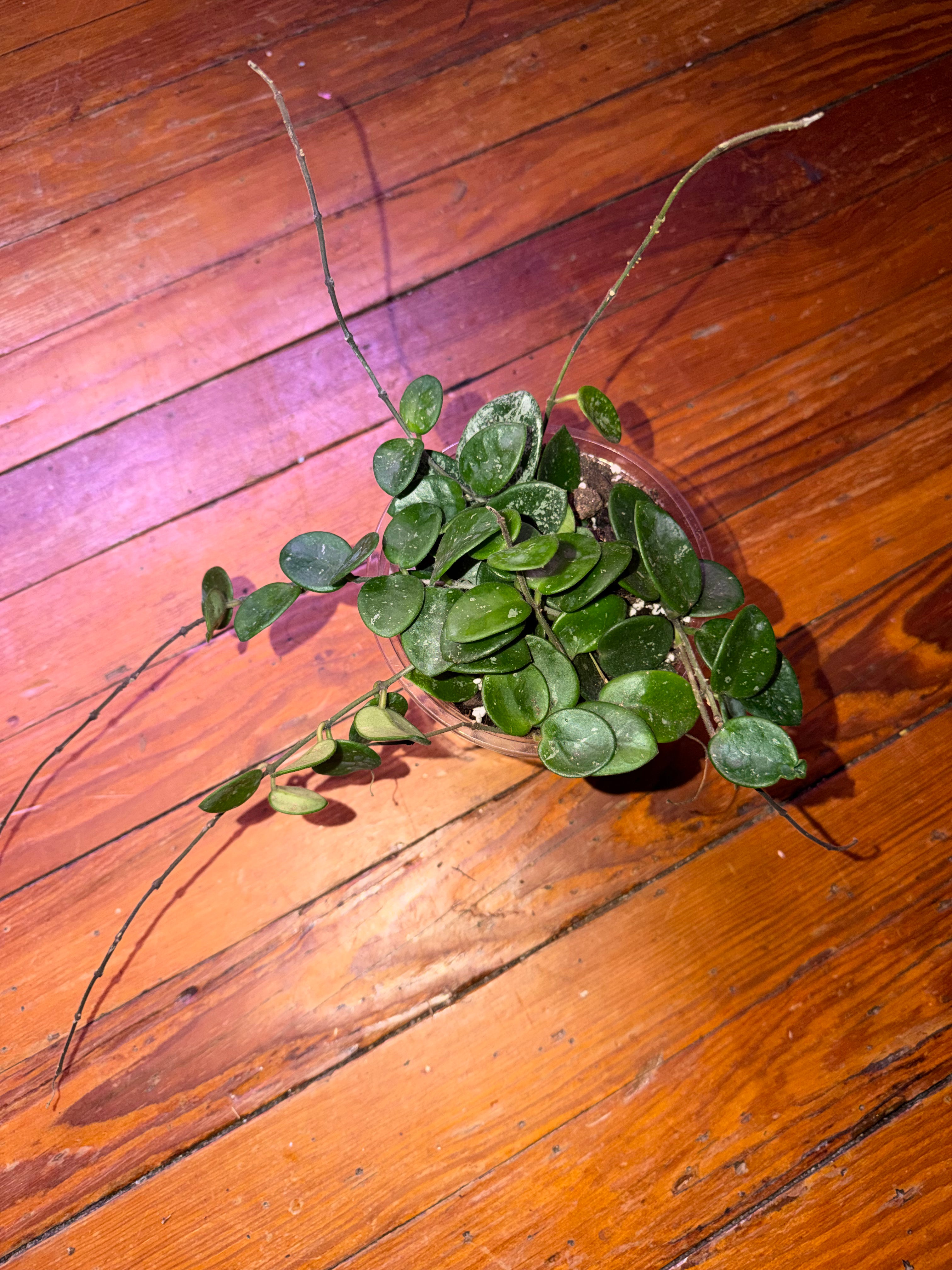 5" Hoya Mathilde Splash