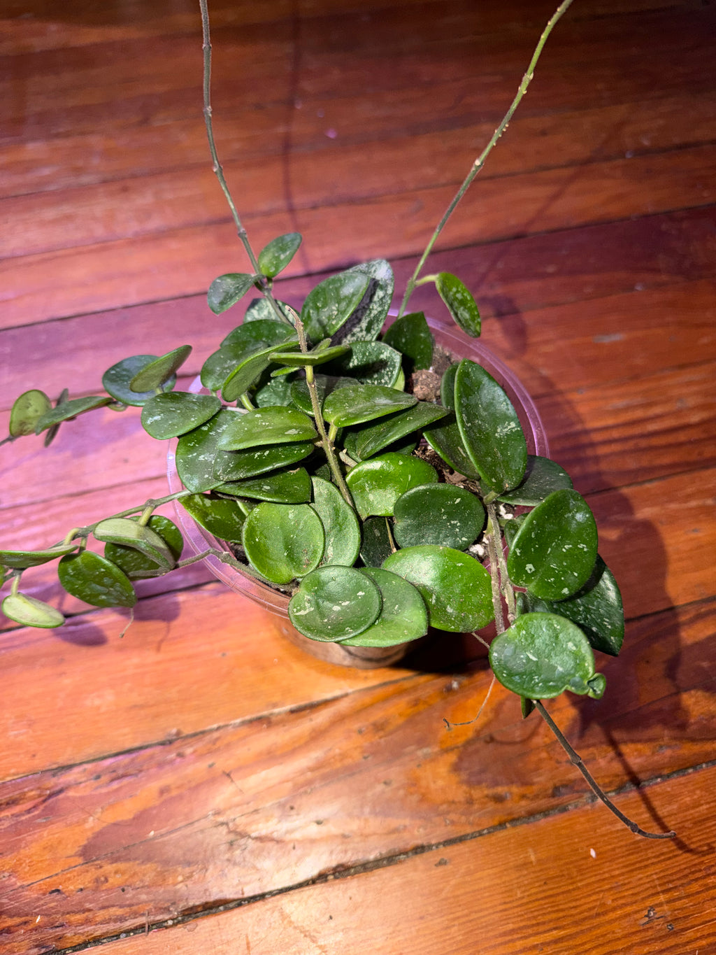5" Hoya Mathilde Splash