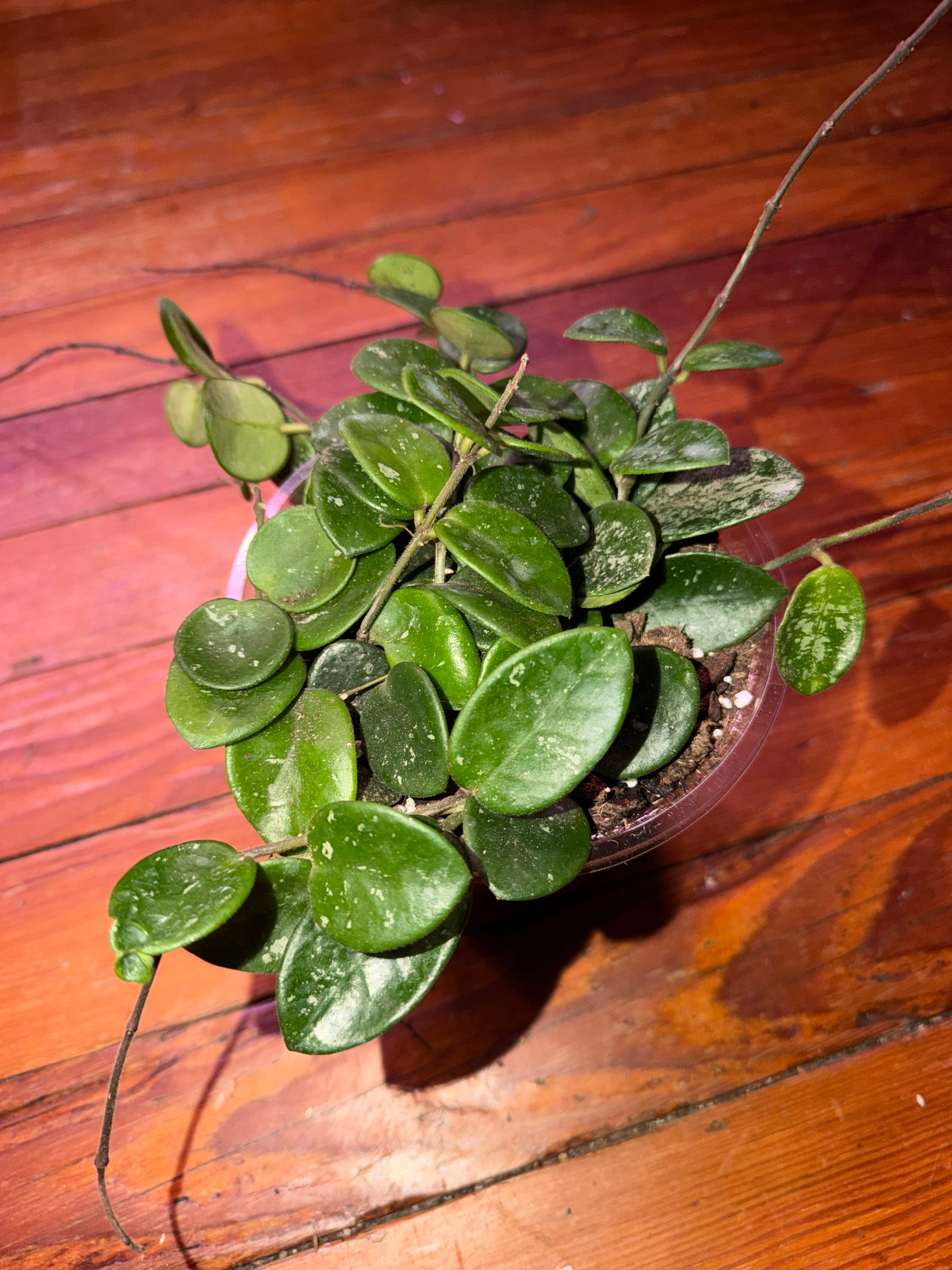 5" Hoya Mathilde Splash
