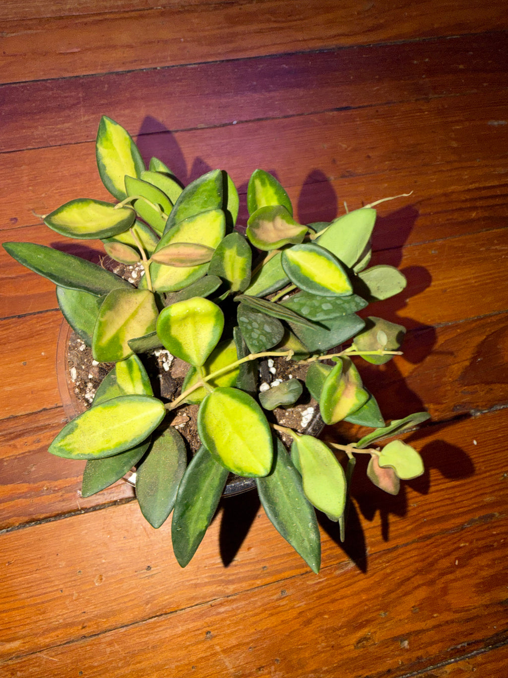 5" Hoya Burtoniae Variegata