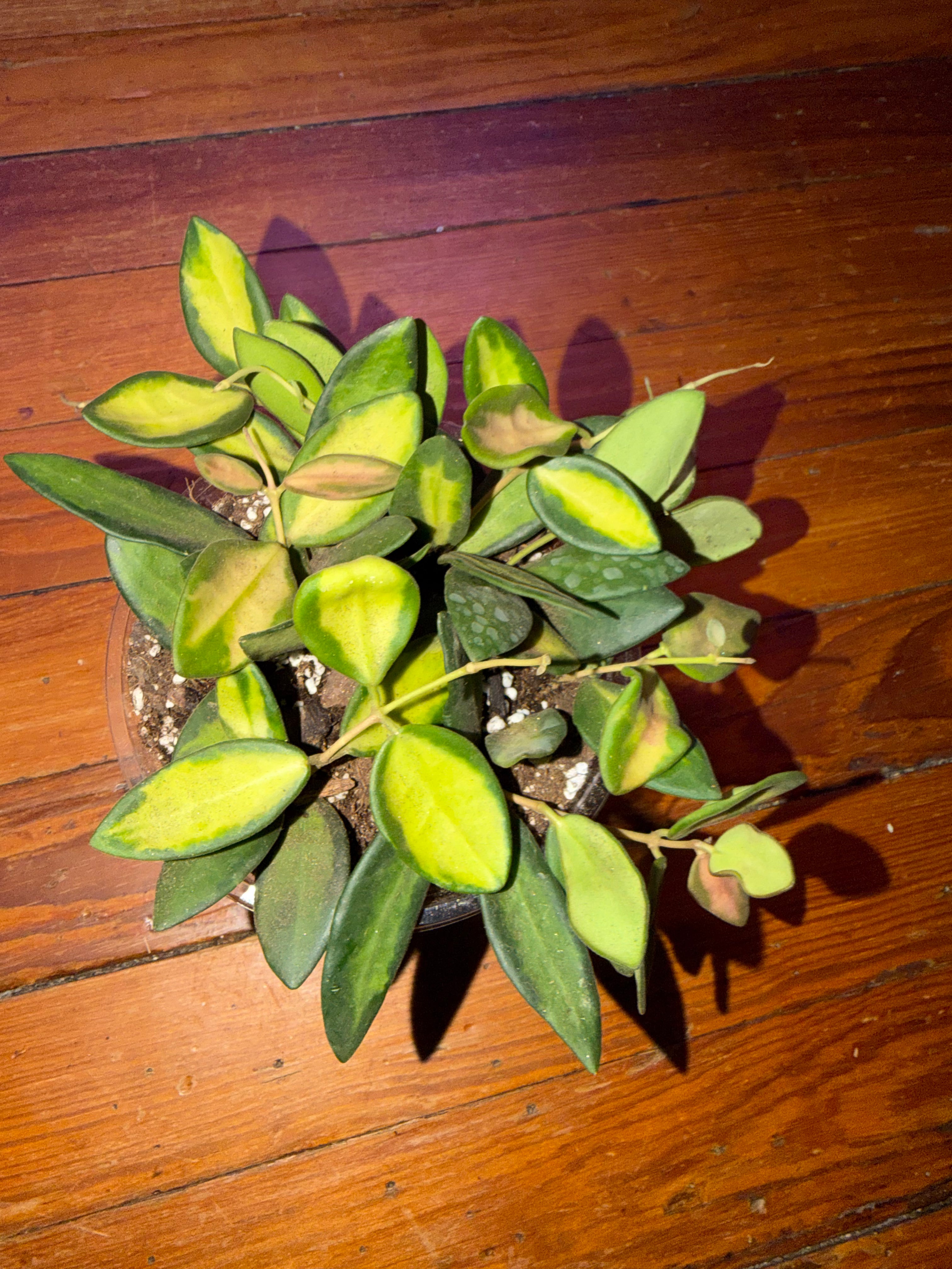 5" Hoya Burtoniae Variegata