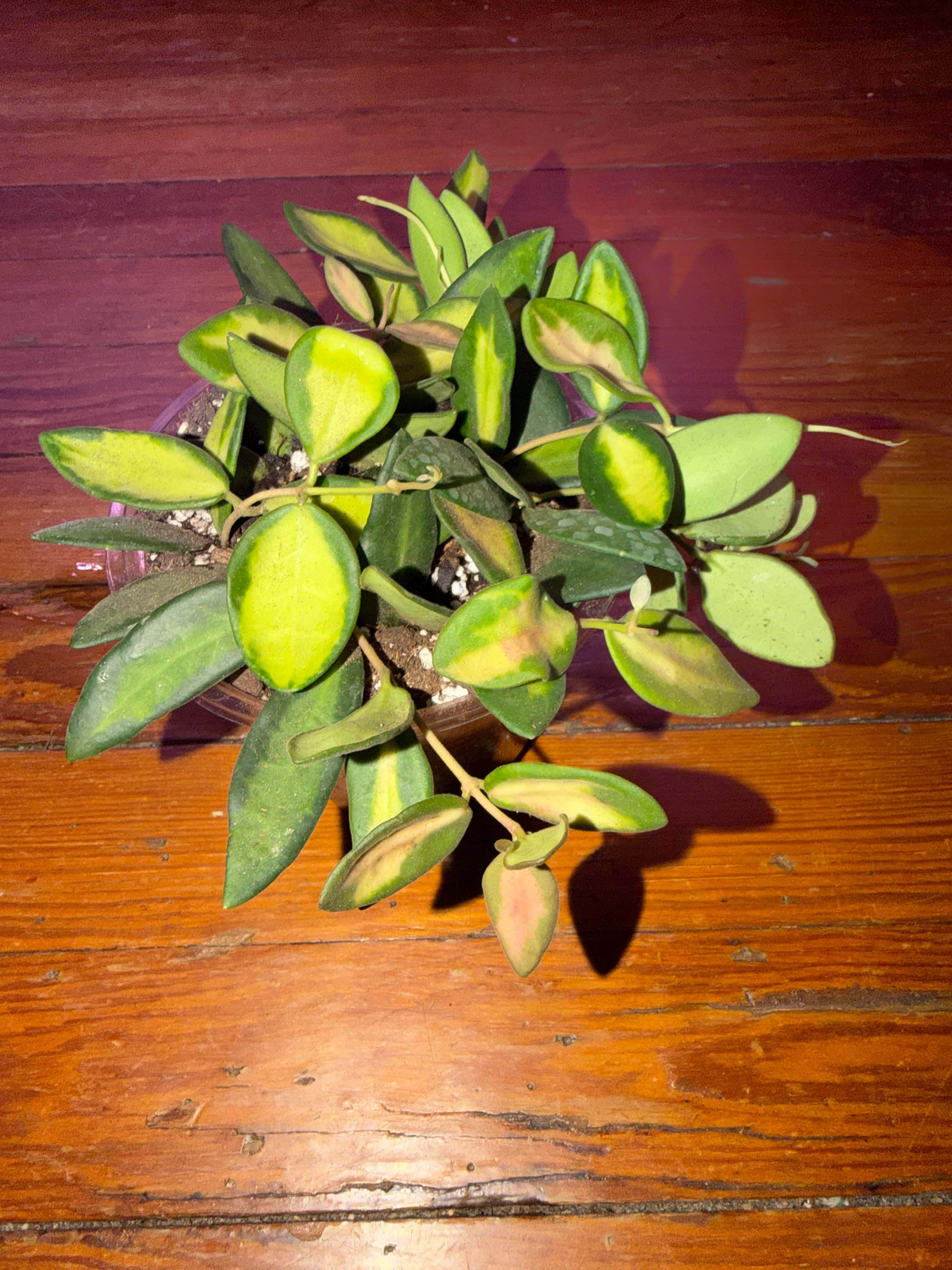 5" Hoya Burtoniae Variegata