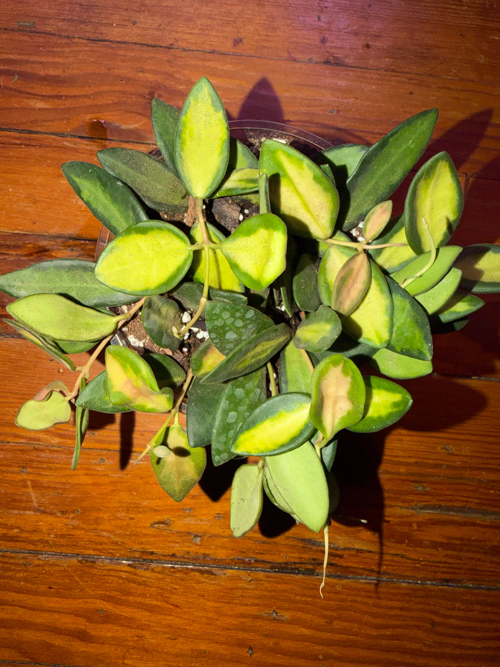 5" Hoya Burtoniae Variegata