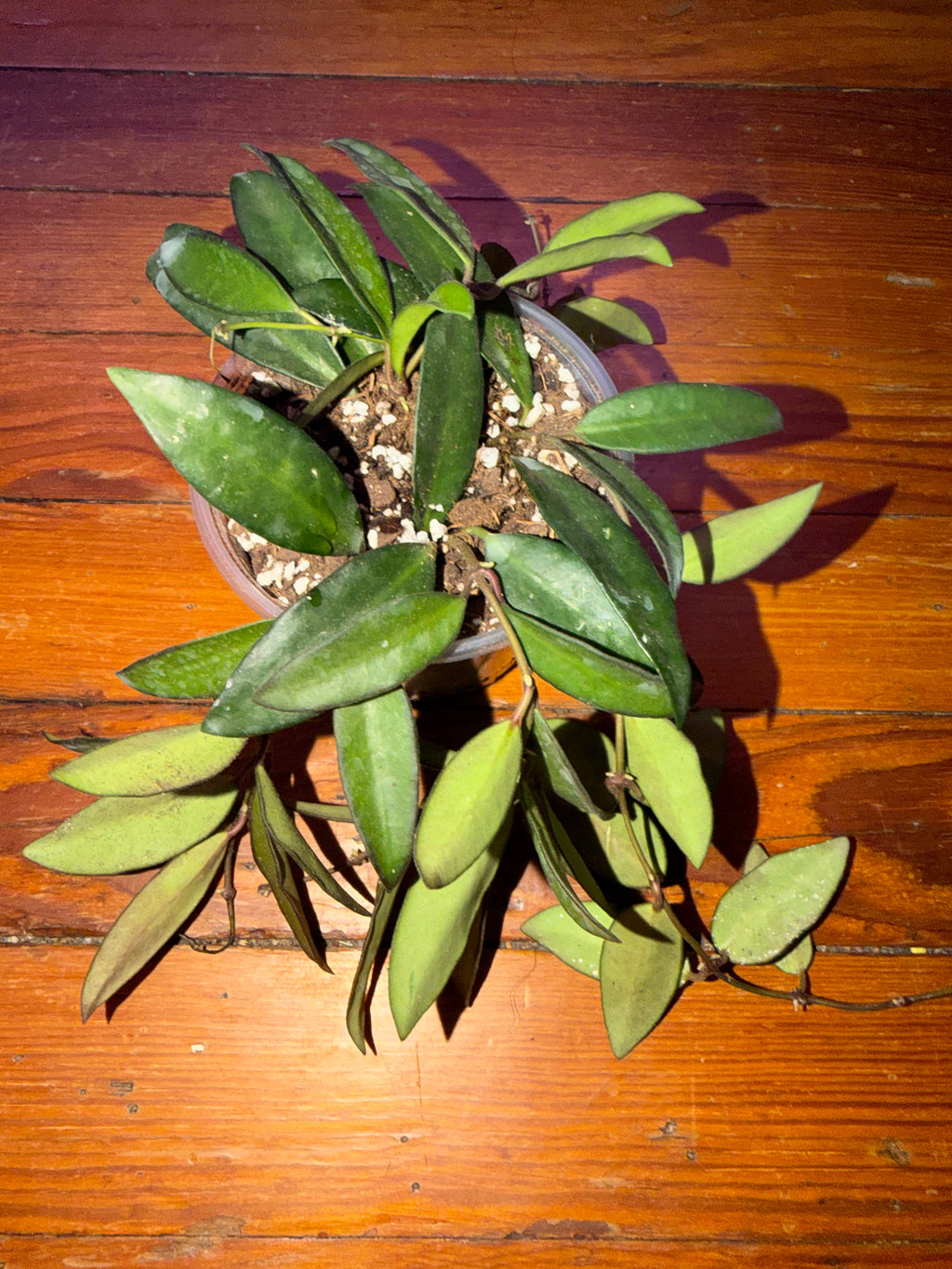 4" Hoya Rosita