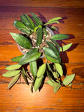 4" Hoya Rosita