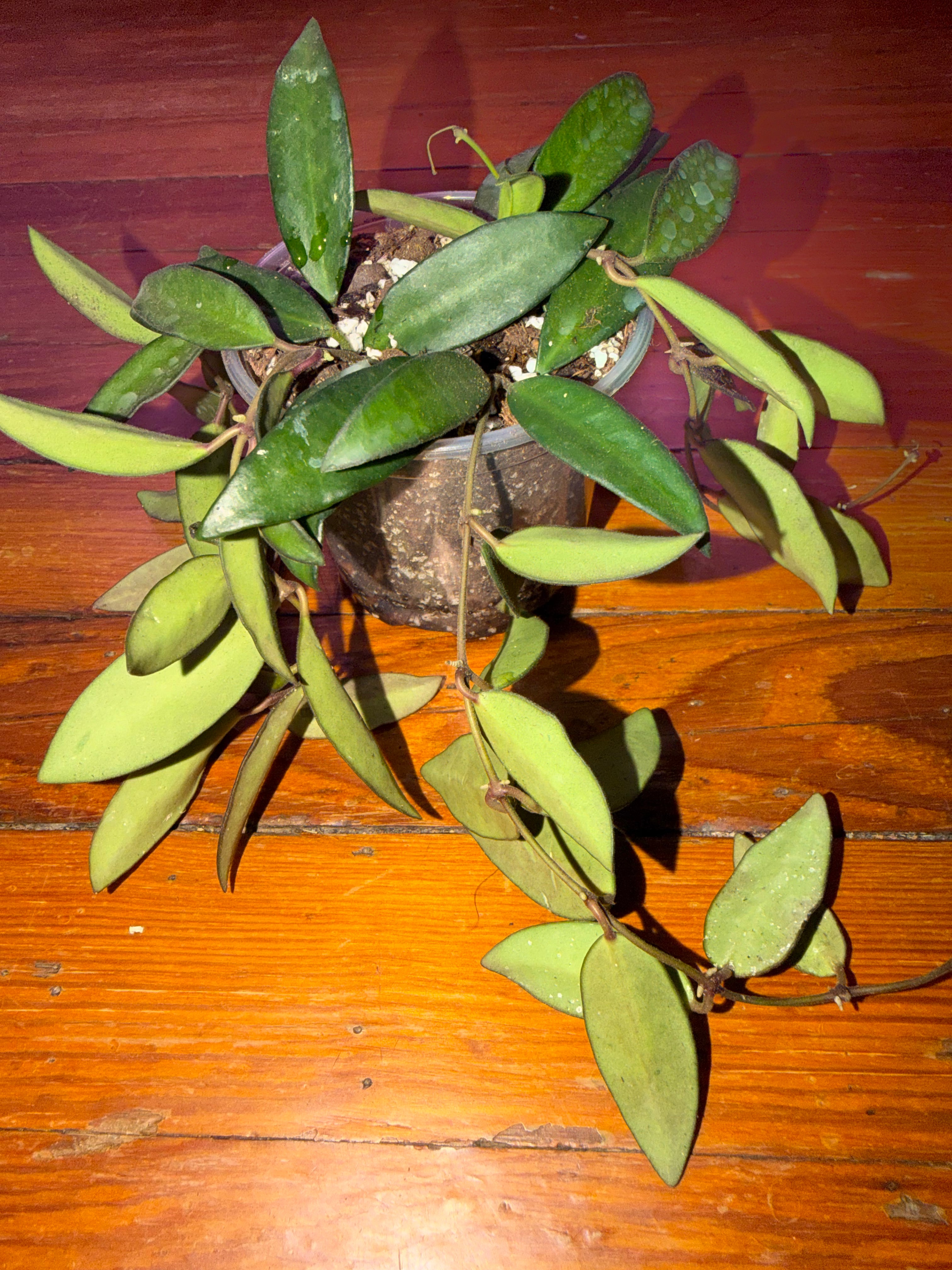 4" Hoya Rosita