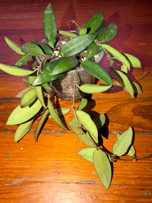 4" Hoya Rosita