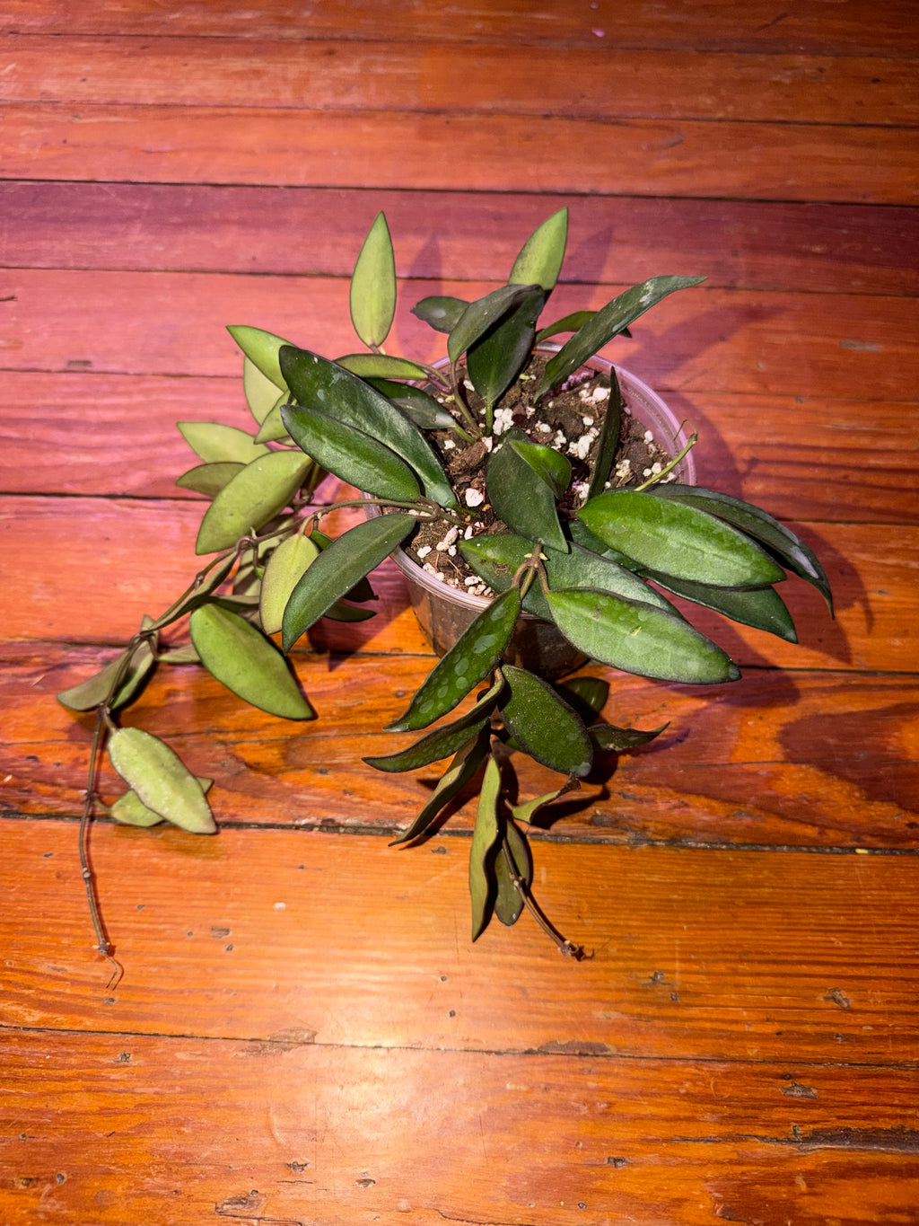 4" Hoya Rosita
