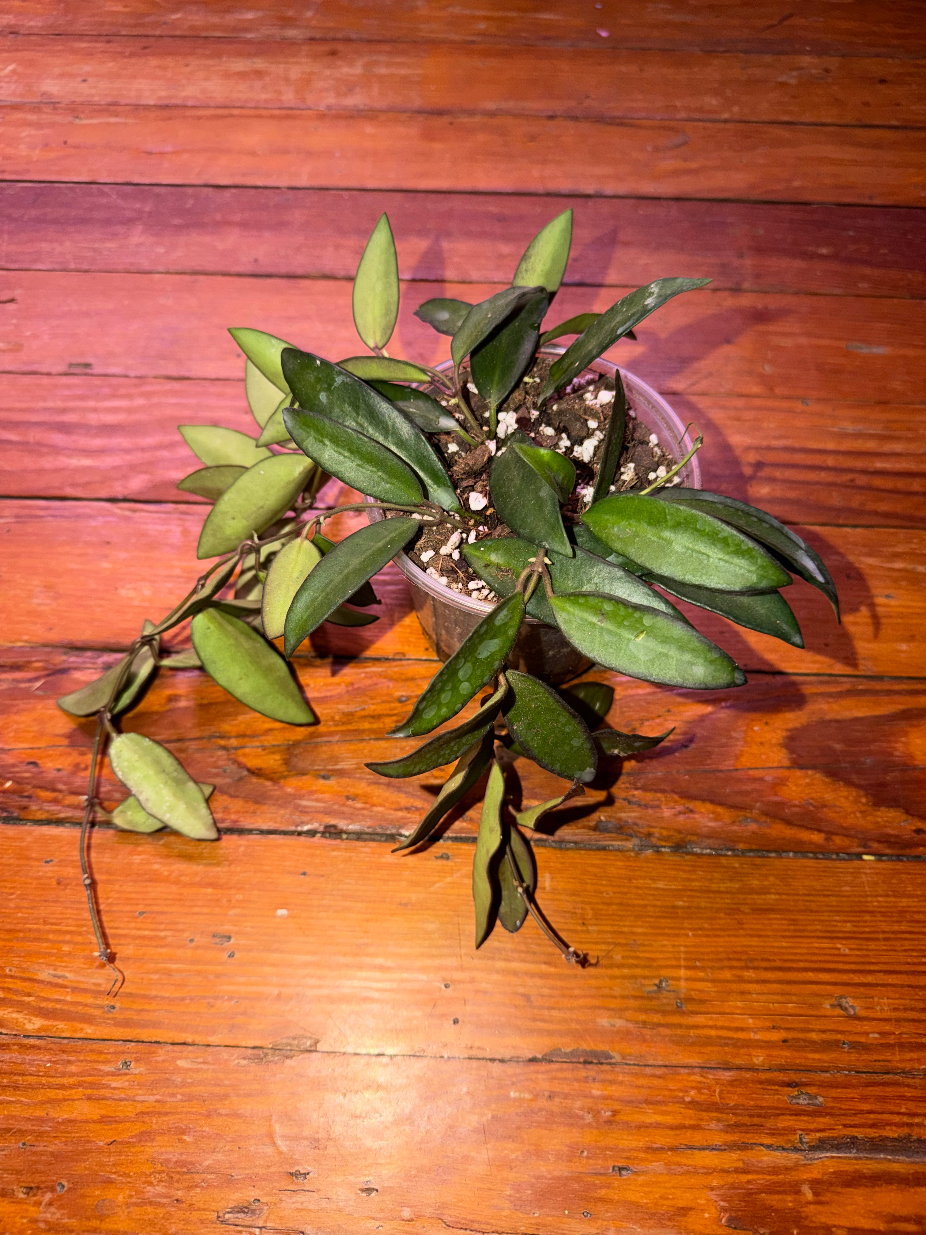 4" Hoya Rosita