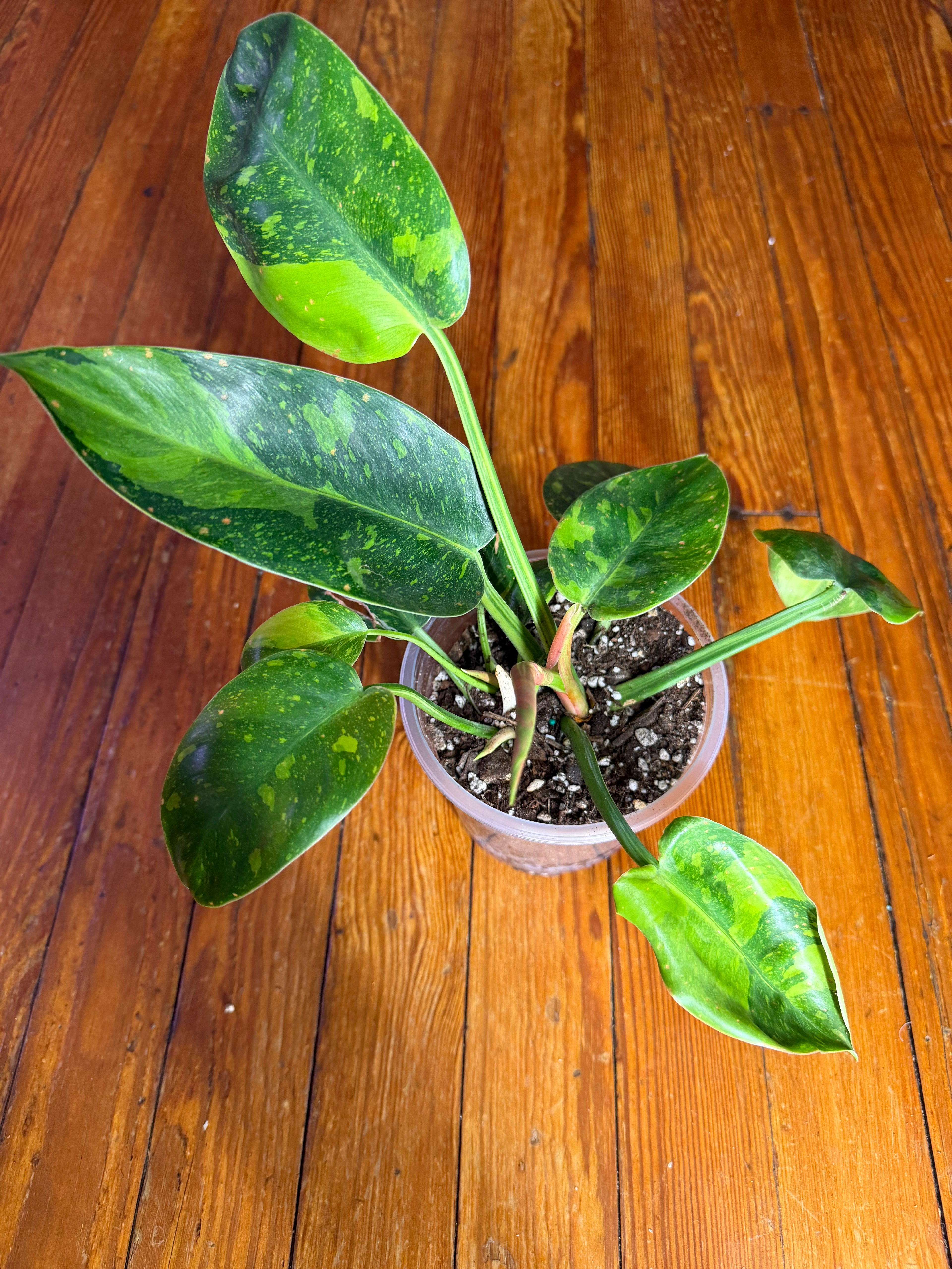 Variegated Philodendron (Green Congo Type) – 5” Clear Pot