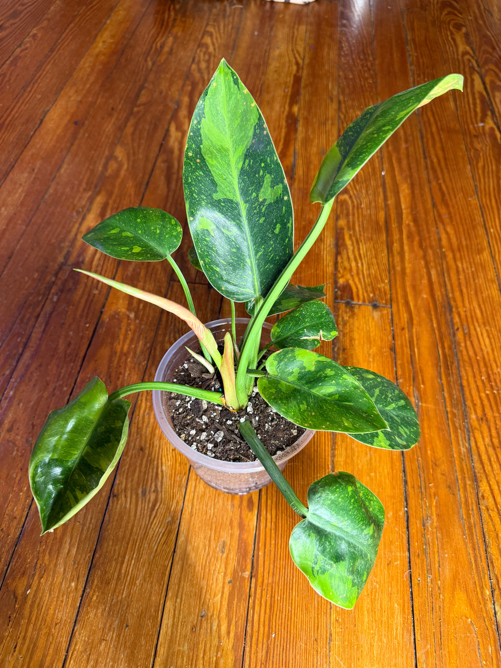 Variegated Philodendron (Green Congo Type) – 5” Clear Pot