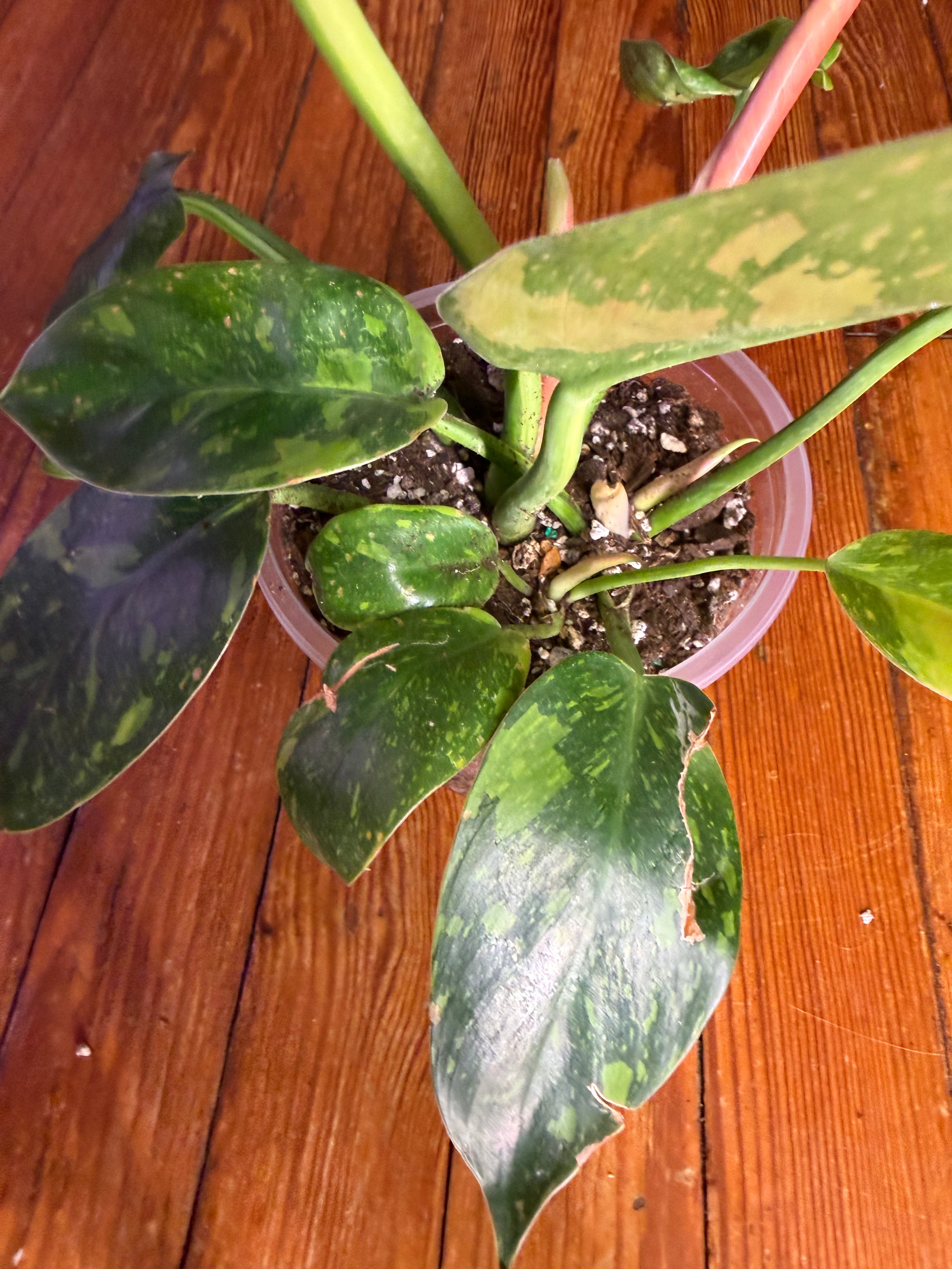 Variegated Philodendron (Green Congo Type) – 5” Clear Pot