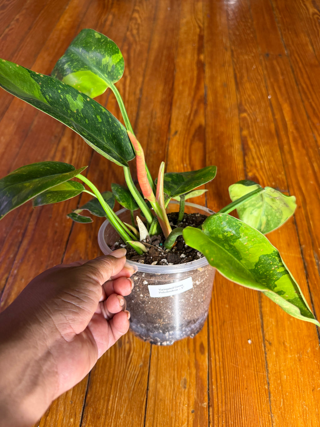 Variegated Philodendron (Green Congo Type) – 5” Clear Pot