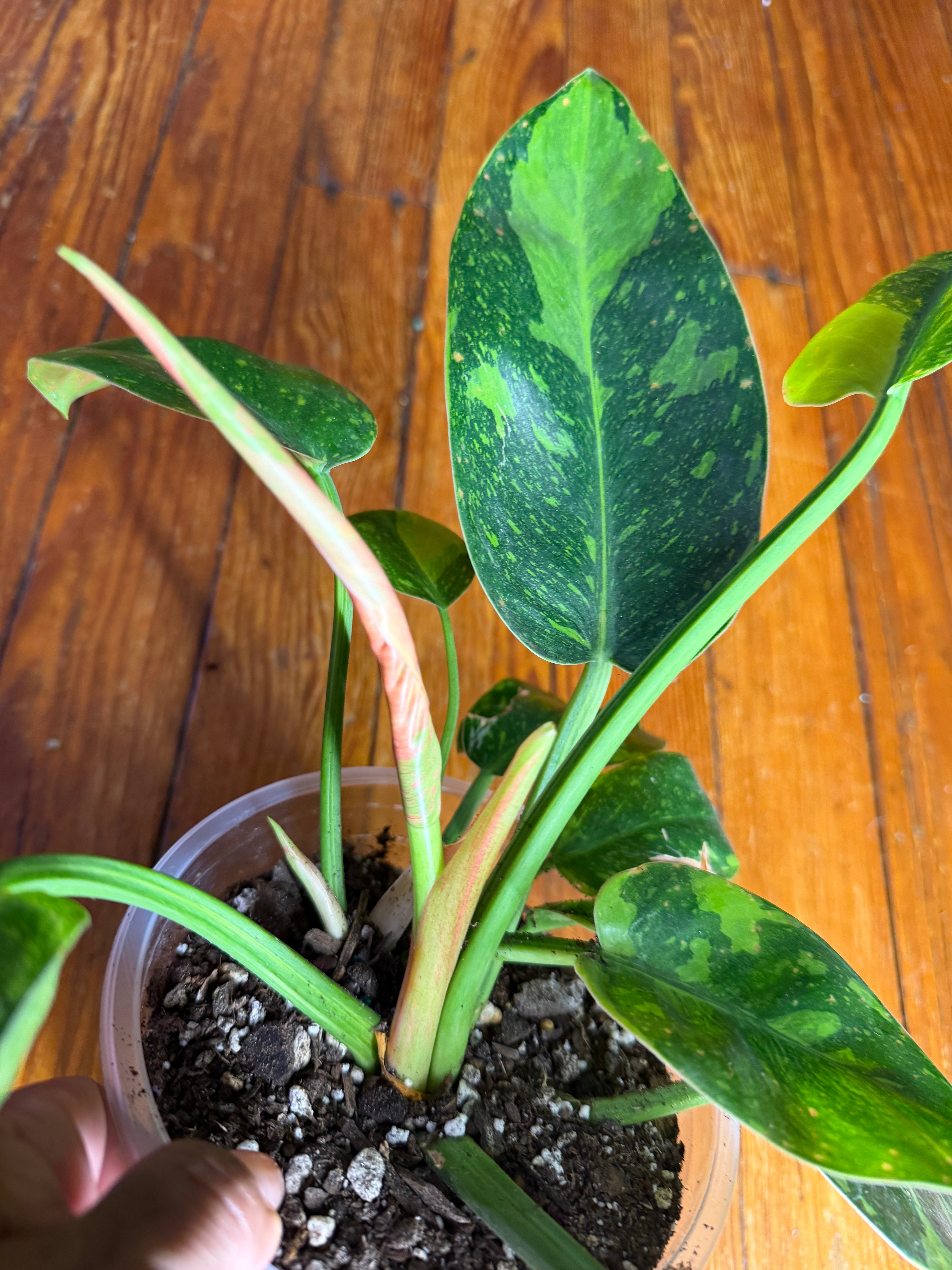 Variegated Philodendron (Green Congo Type) – 5” Clear Pot