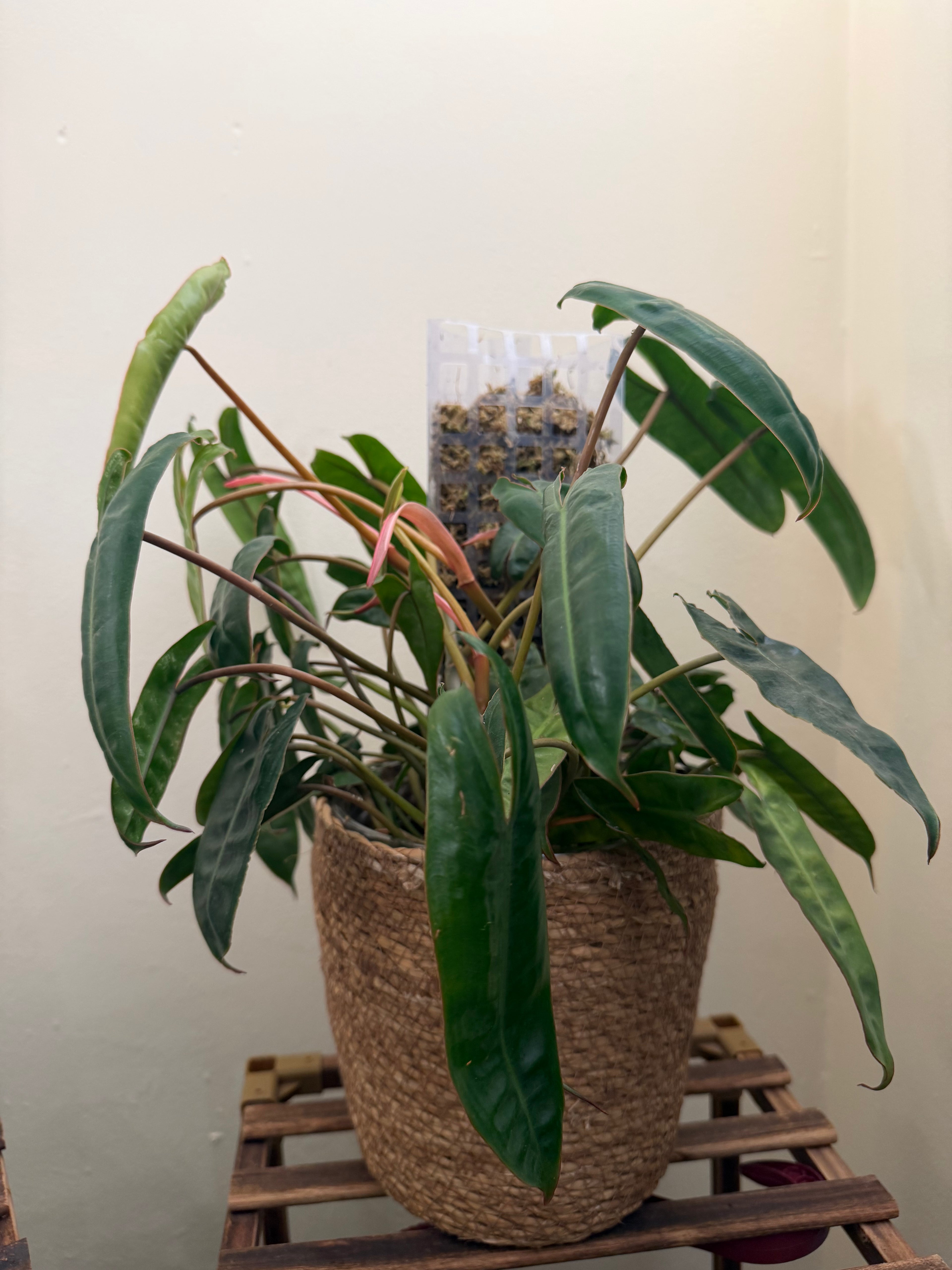Philodendron Billietiae – 8” Full Pot