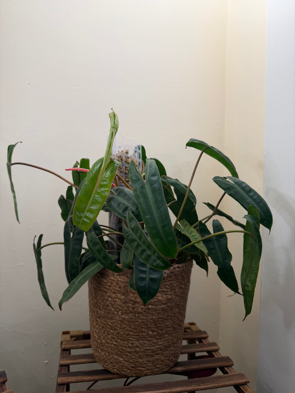 Philodendron Billietiae – 8” Full Pot