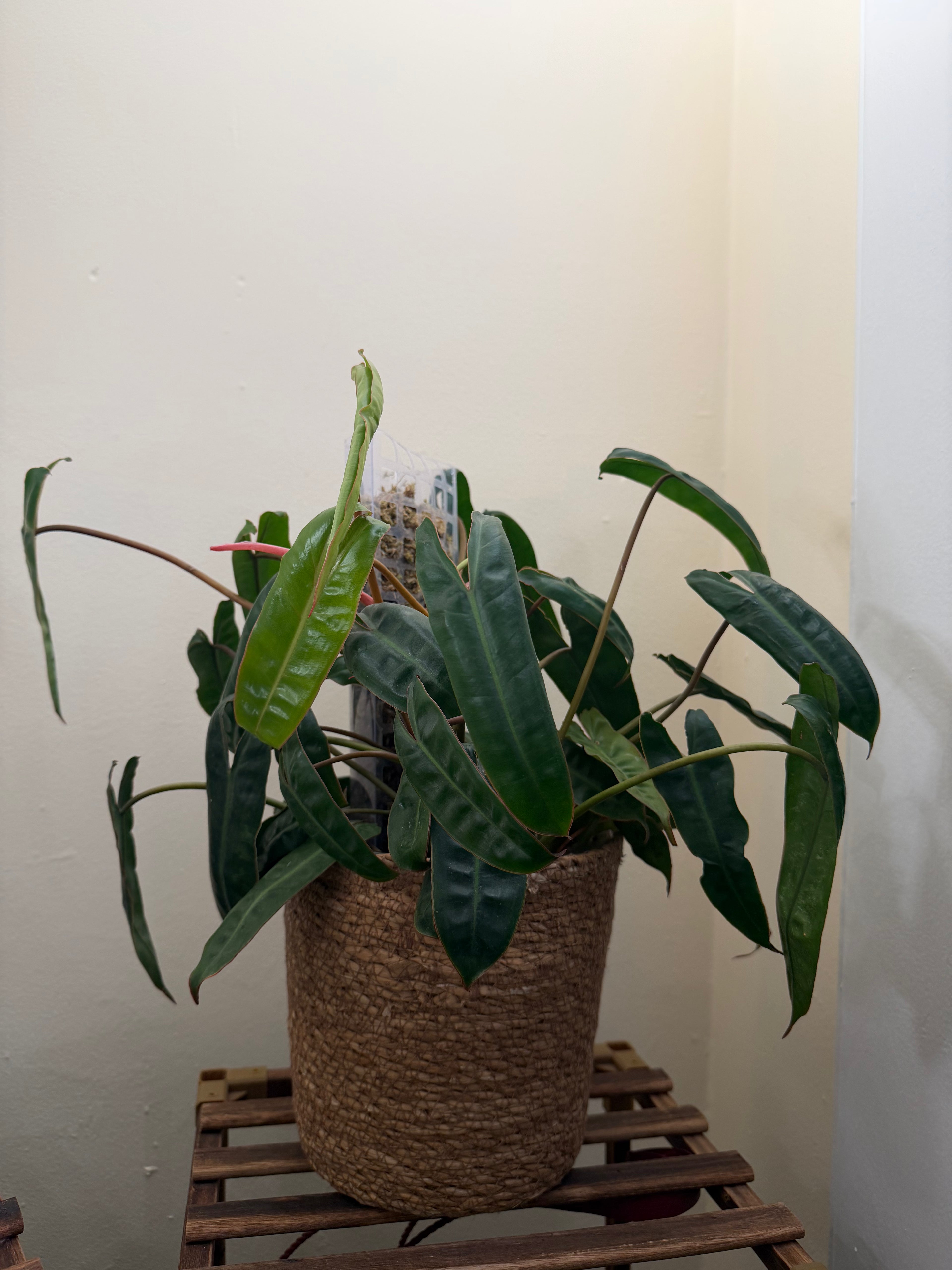 Philodendron Billietiae – 8” Full Pot