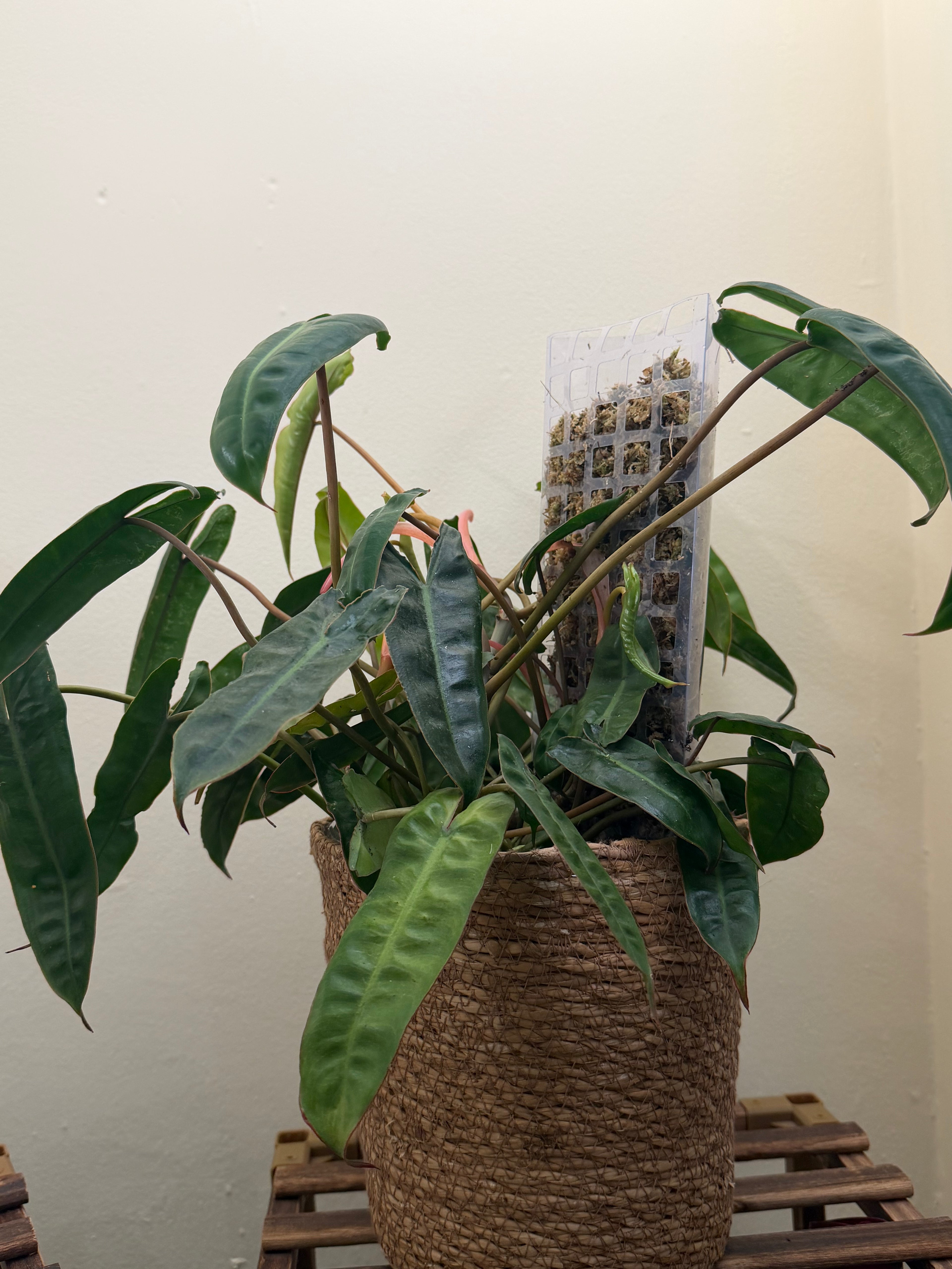 Philodendron Billietiae – 8” Full Pot
