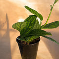 Monstera Green Galaxy